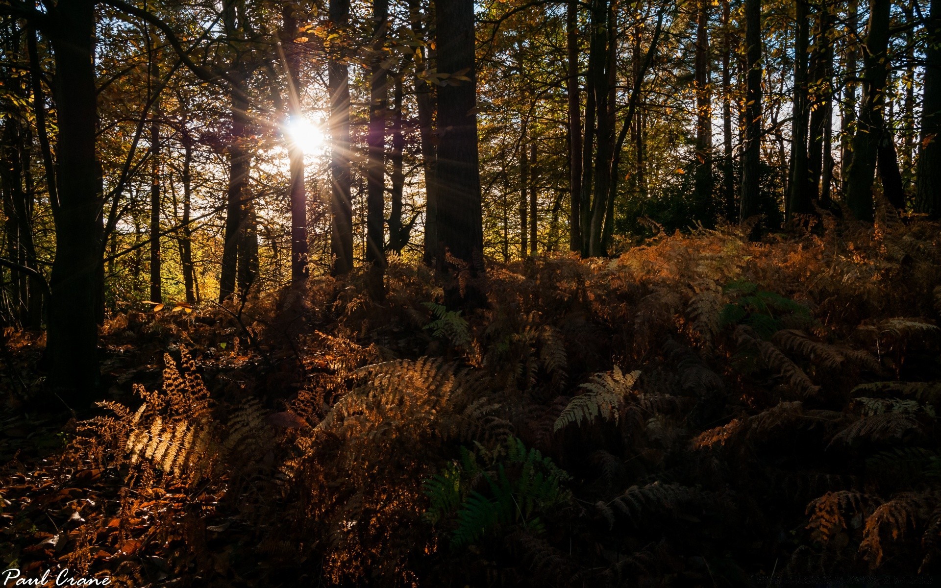 forêt bois arbre automne paysage nature feuille aube beau temps à l extérieur soleil environnement parc lumière lumière du jour