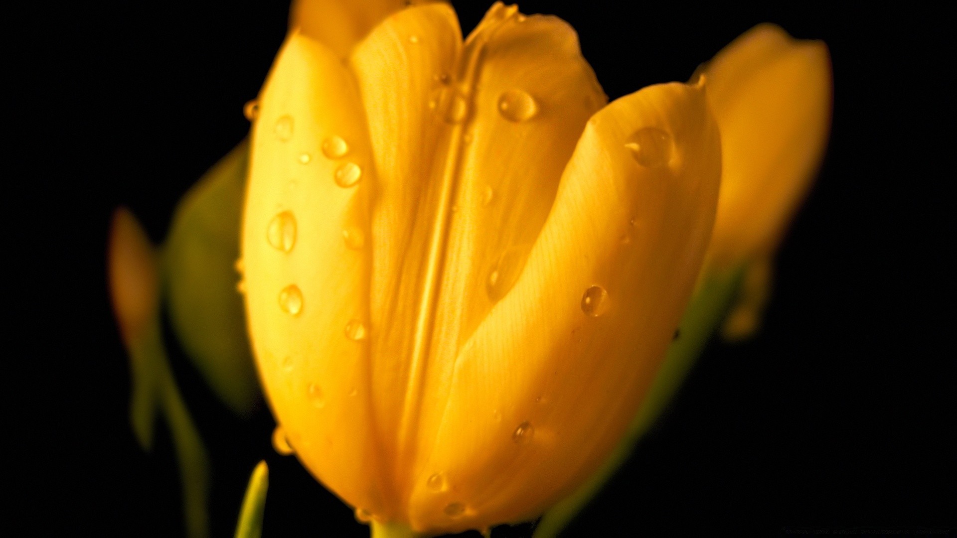 flowers tulip flower nature blur easter rain still life petal