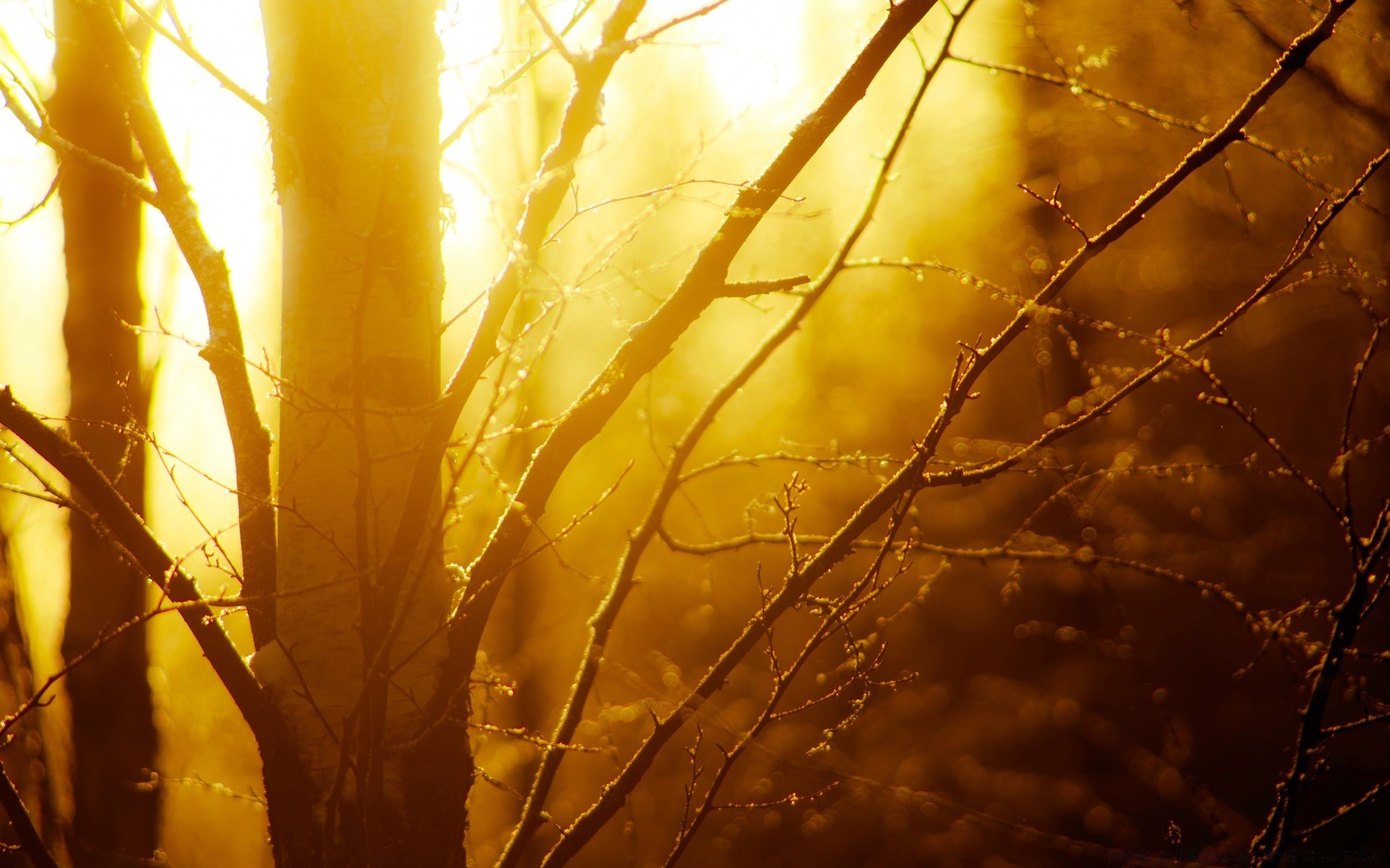 bosque otoño oro naturaleza árbol madera amanecer invierno abstracto luz hoja color sol escritorio paisaje brillante puesta de sol iluminado rama