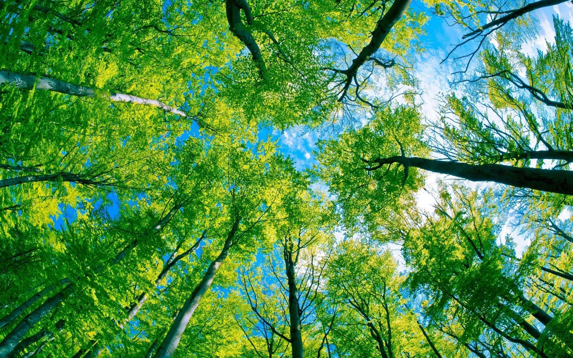 forêt arbre bois nature feuille branche flore saison parc paysage environnement beau temps lumineux aube scène soleil croissance luxuriante été paysage ensoleillé