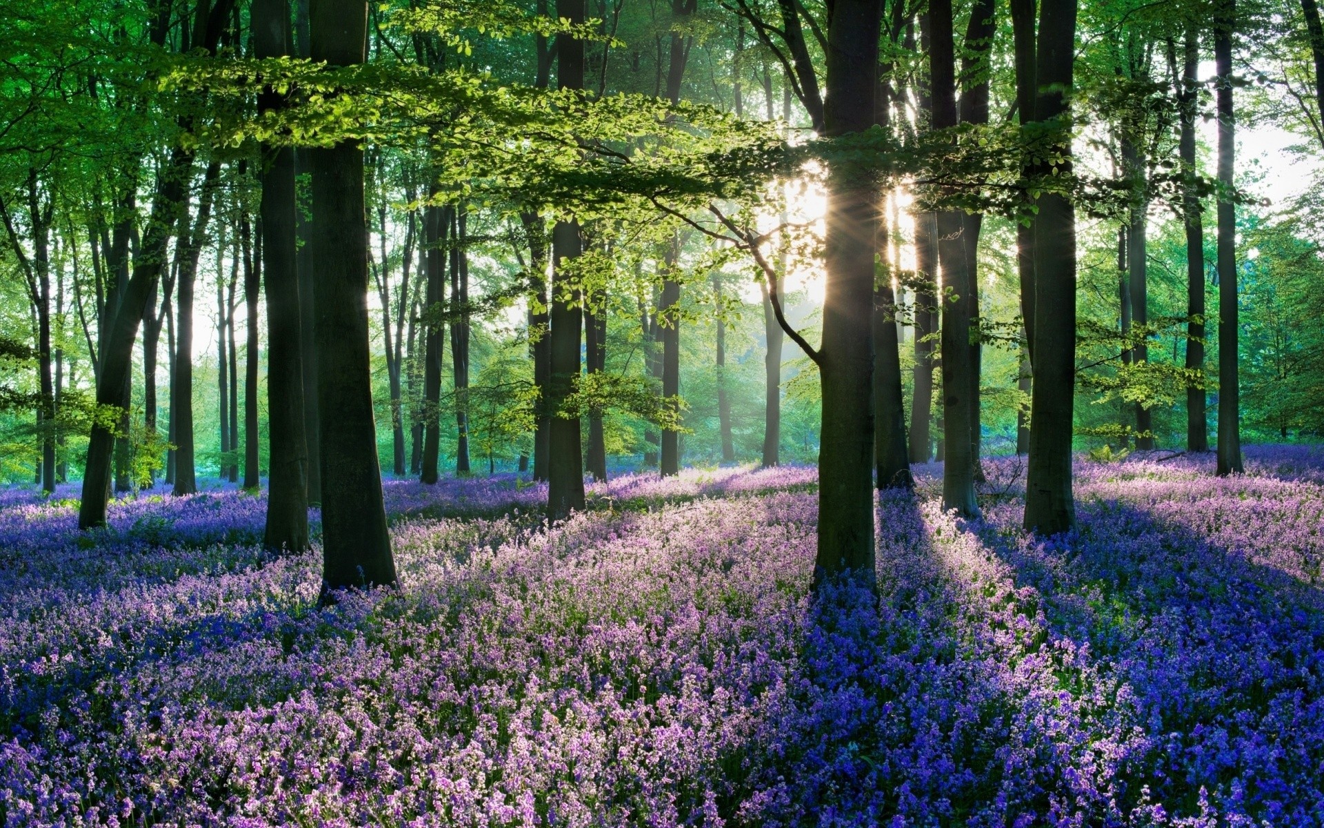 bosque flor madera paisaje naturaleza parque árbol flora escénico jardín alfombra hoja medio ambiente temporada al aire libre guía paisaje luz del día primavera color