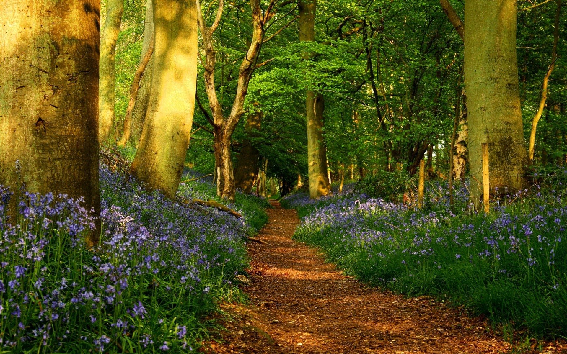 forest wood nature flower landscape leaf tree outdoors park flora scenic springtime grass season garden idyllic growth summer fair weather countryside