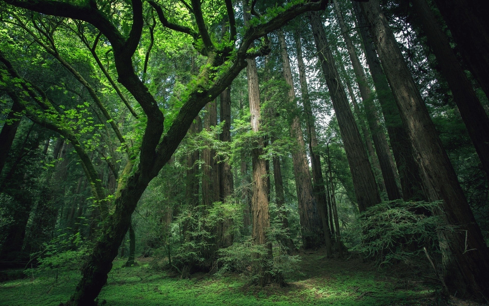 forest wood tree landscape nature park leaf environment scenic daylight mist lush guidance fog fair weather moss light trail dawn trunk