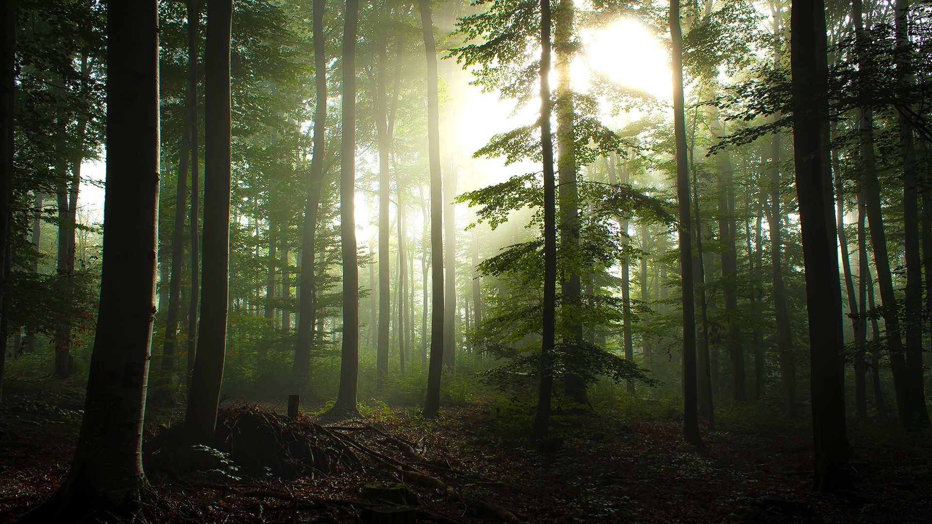 las mgła drewna mgła świt krajobraz słońce drzewo natura liść sunbeam dobra pogoda światło park jesień bujne oświetlone drzewa iglaste