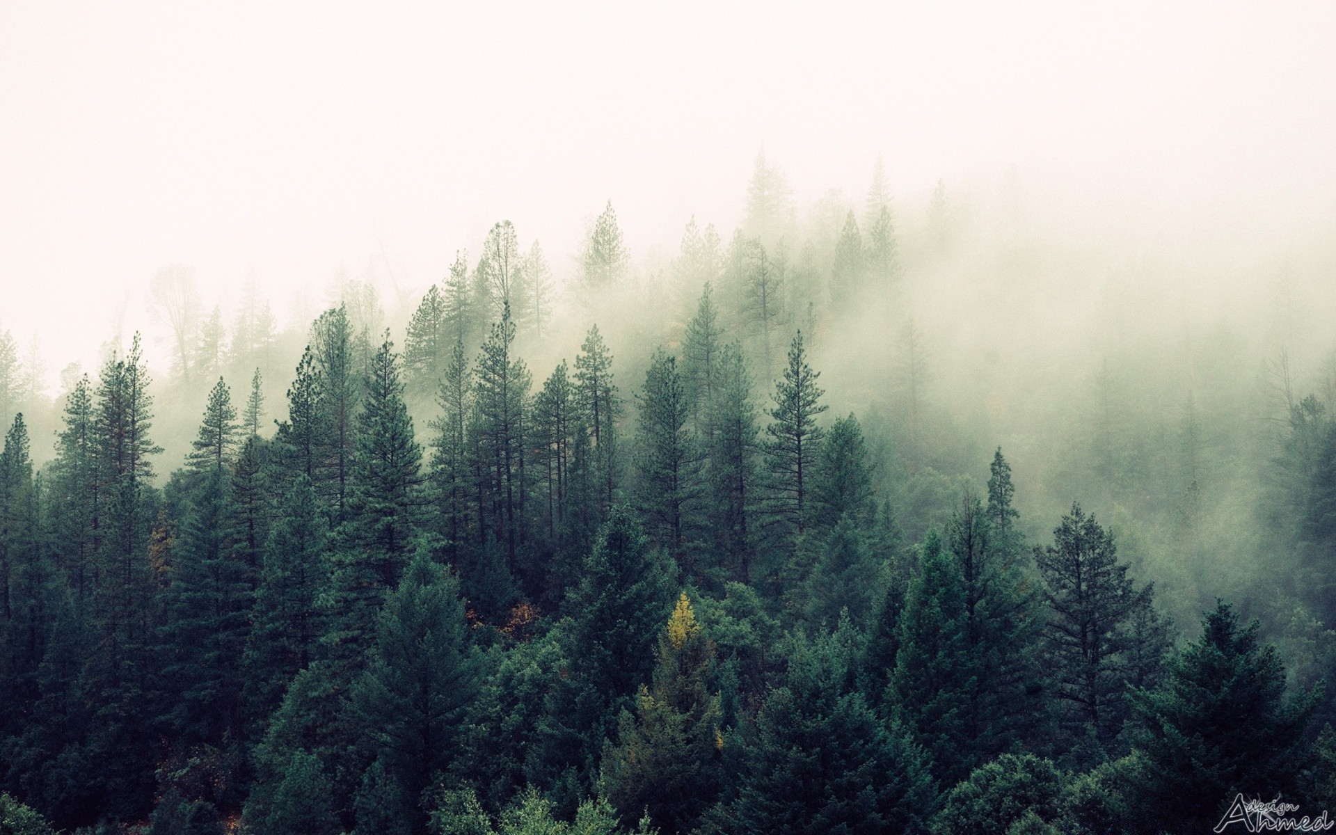 forêt nature brouillard bois bois paysage brouillard à l extérieur conifères evergreen aube été