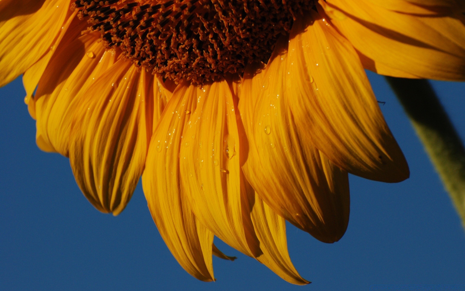 flores naturaleza flor girasol flora al aire libre brillante color