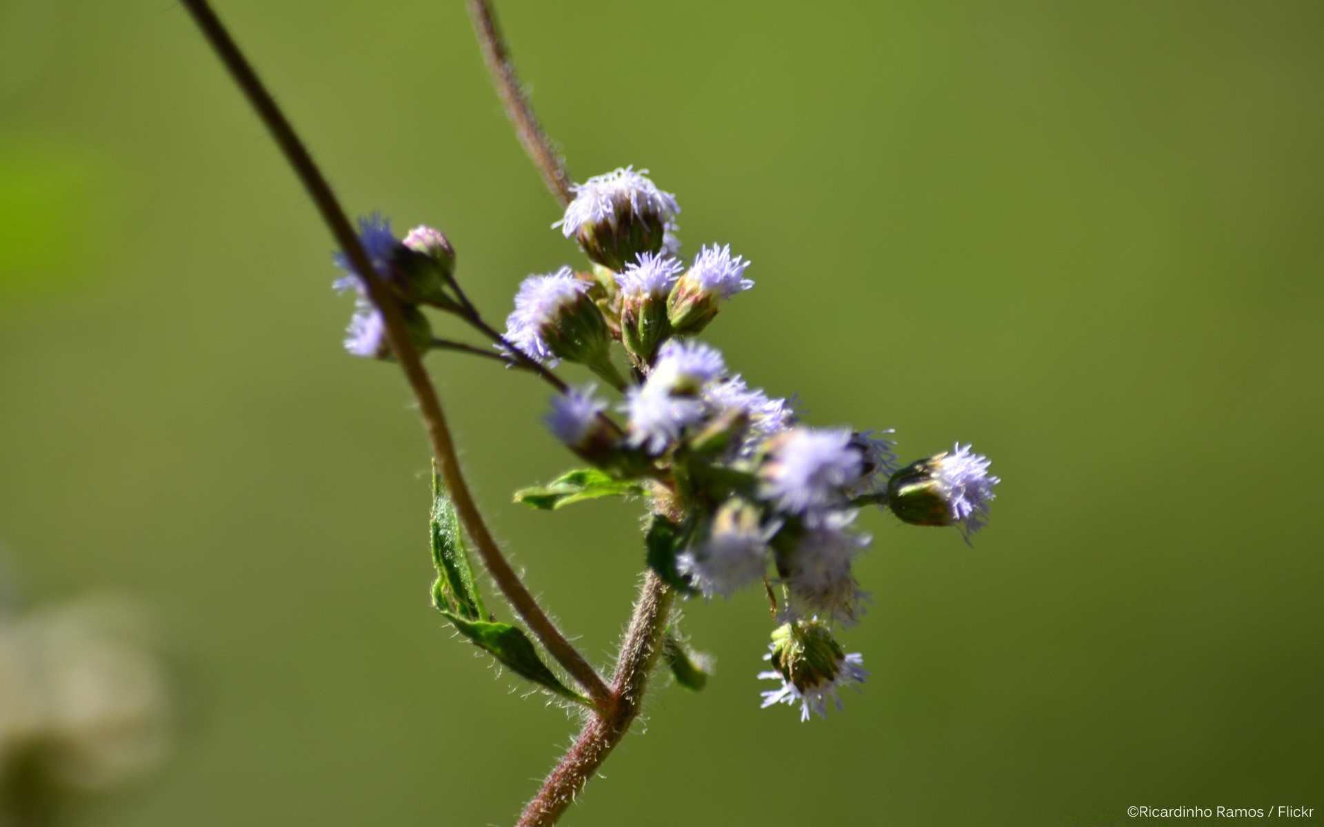 çiçekler doğa yaprak flora çiçek yaz vahşi açık havada çimen böcek bahçe parlak yakın çekim saman otu