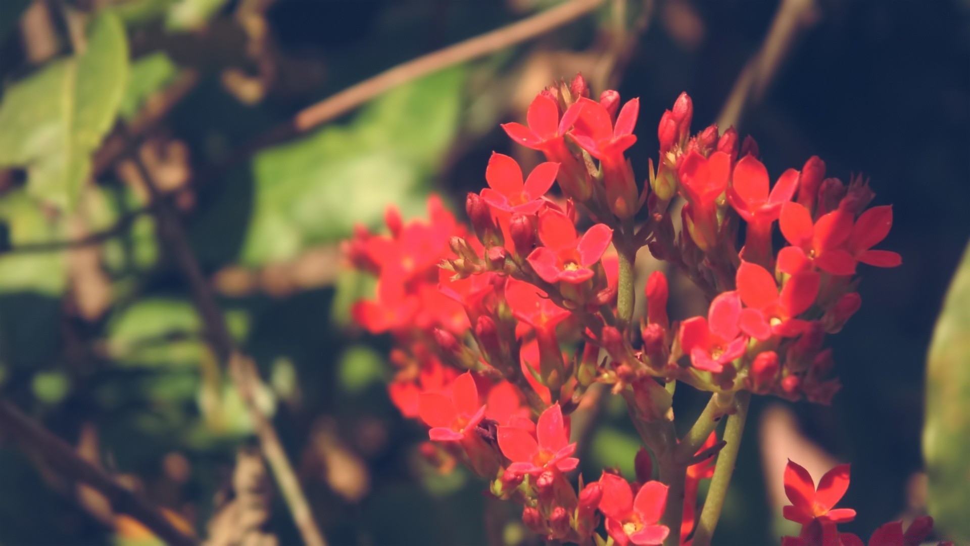 flowers nature flower flora garden leaf summer growth outdoors blooming color petal season floral bright fair weather