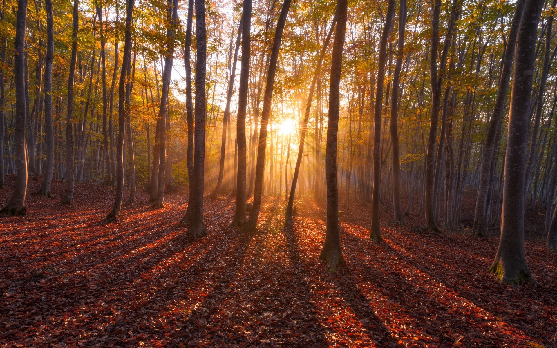 las drewno drzewo jesień krajobraz liść świt sceniczny park natura światło dzienne sezon środa dobra pogoda podświetlane światło słońce buk złoto na zewnątrz