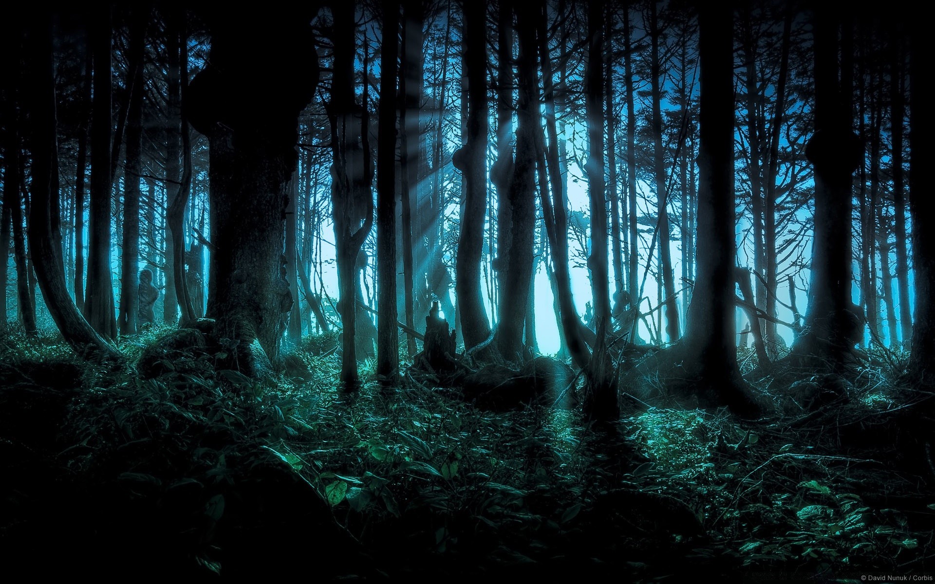 bosque oscuro madera naturaleza paisaje luz árbol misterio sombra agua espeluznante niebla parque