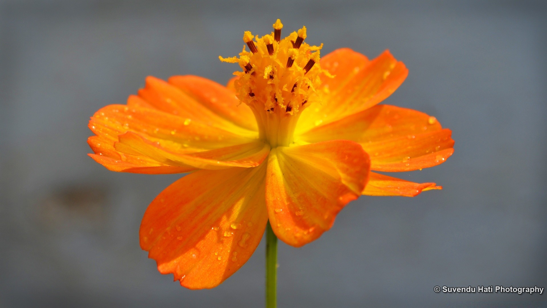 flowers nature flower leaf summer flora outdoors growth bright