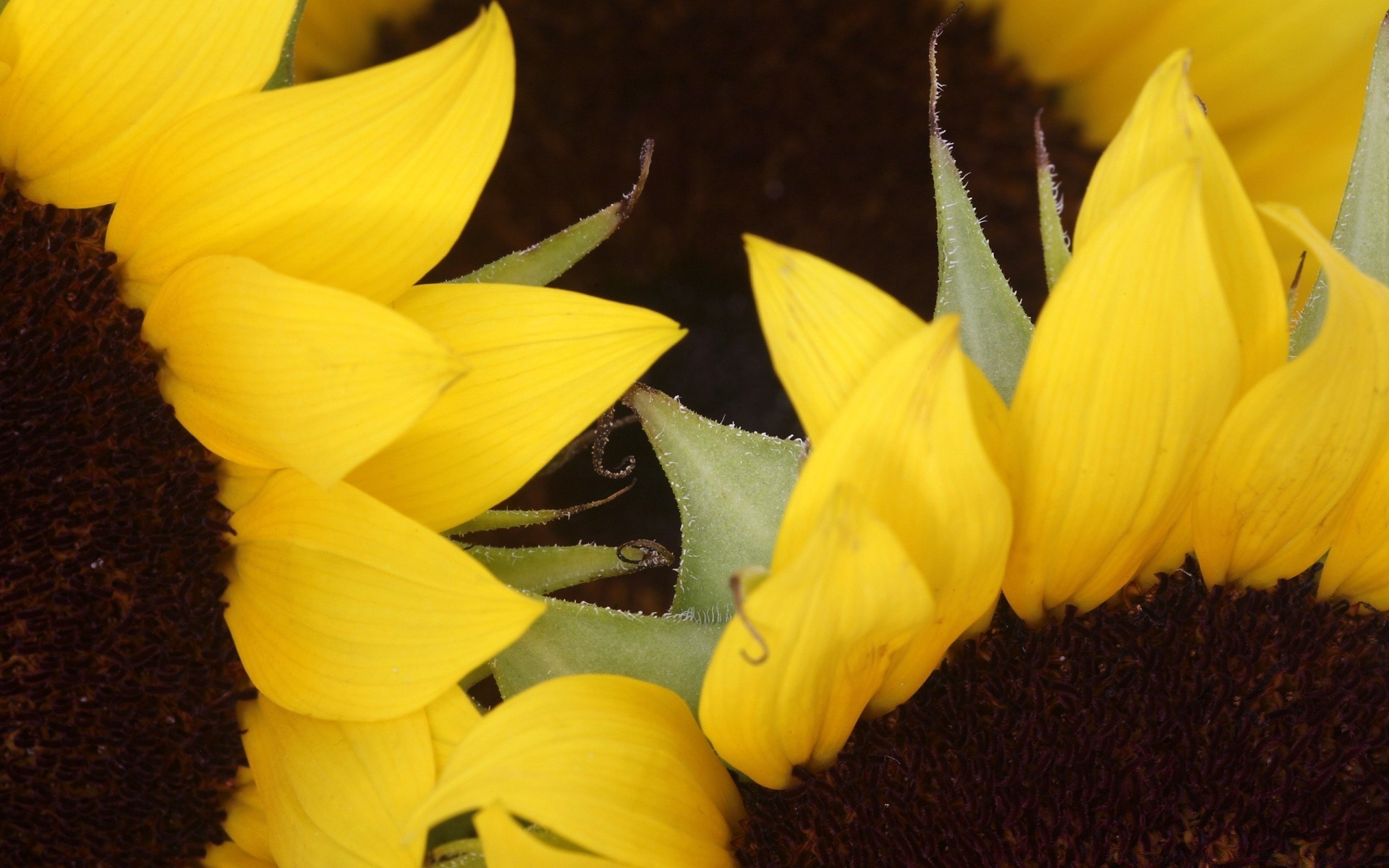 kwiaty kwiat natura flora słonecznika jasny liść zbliżenie piękny kolor płatek pulpit kwiatowy ogród lato pyłek bluming