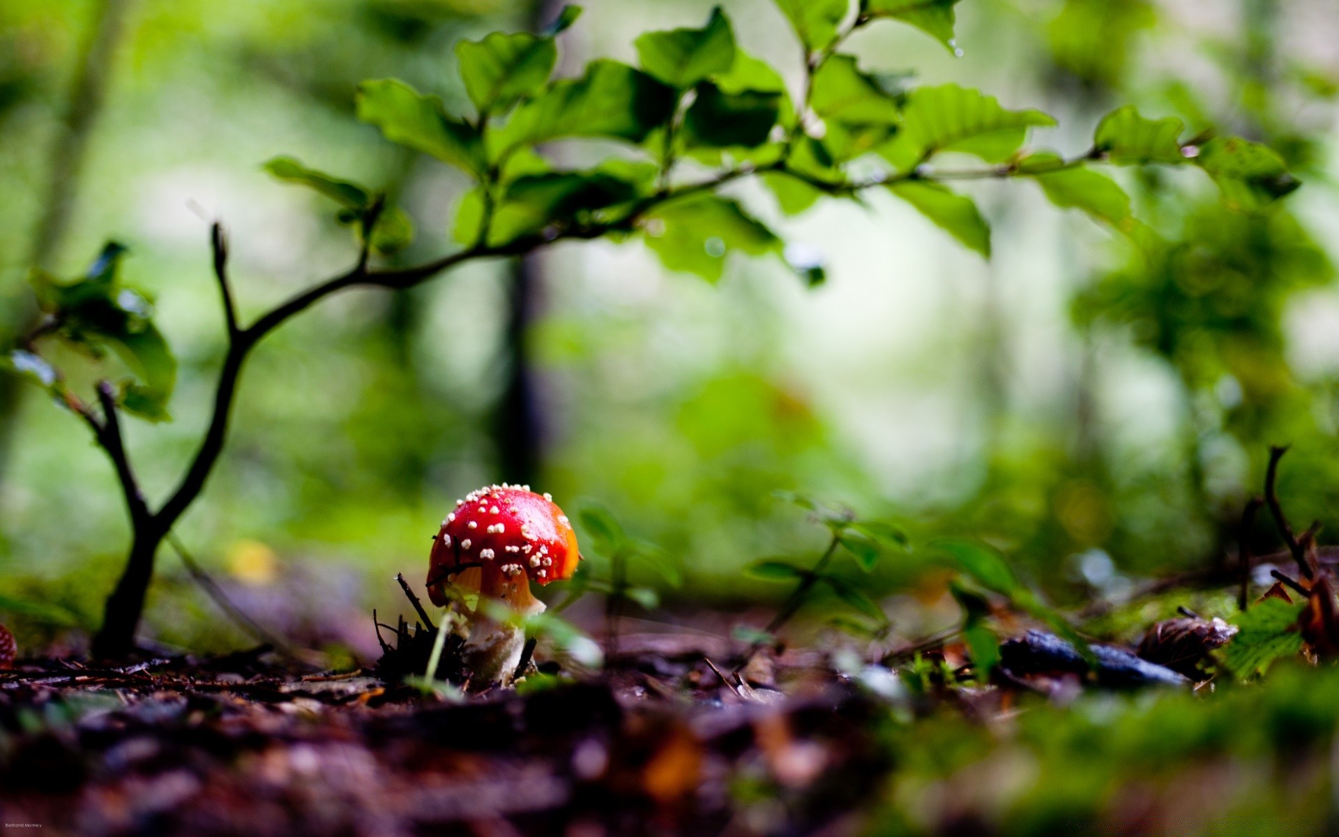 forêt feuille nature croissance flore été champignon à l extérieur arbre champignon bois automne nourriture herbe beau temps environnement