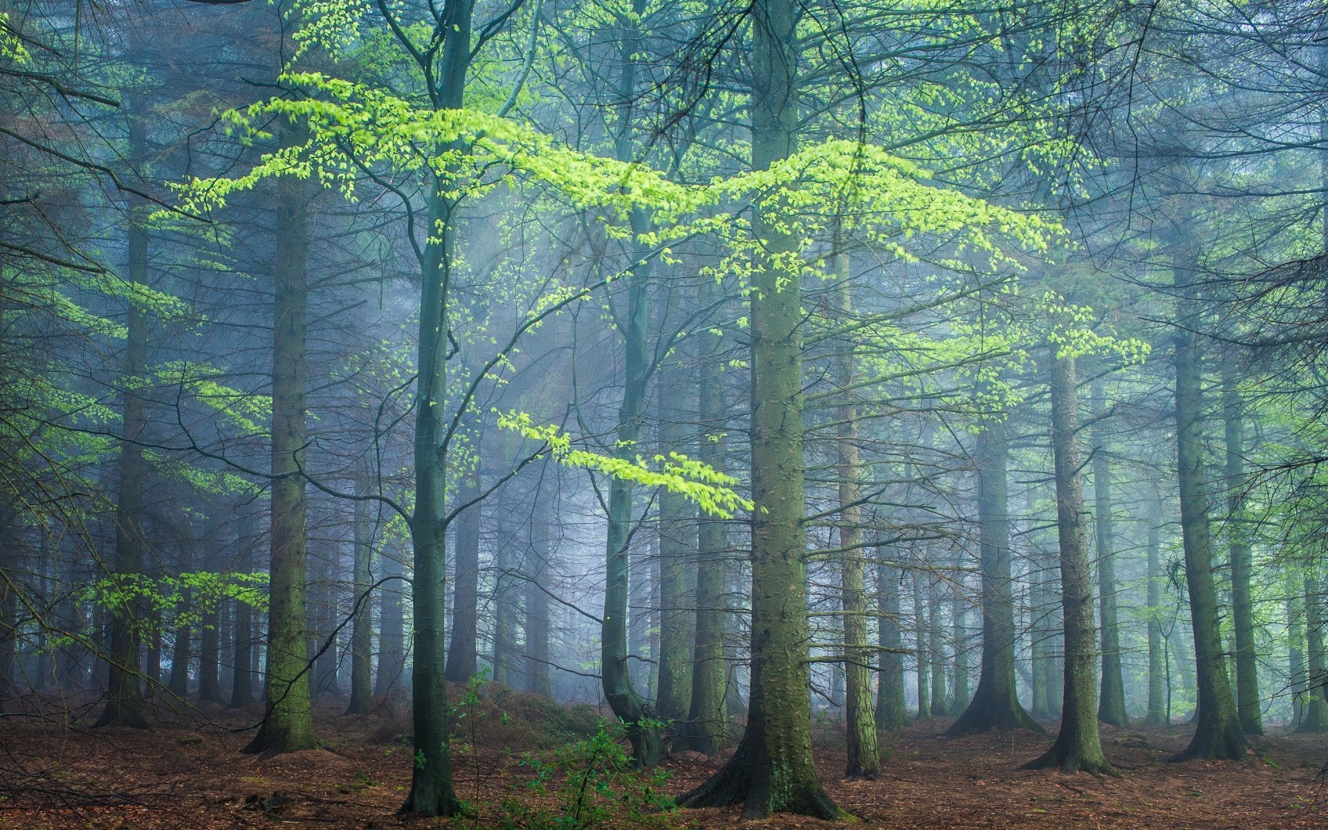 las drewno drzewo krajobraz liść natura jesień park świt mgła sceniczny mgła środowisko światło dzienne dobra pogoda na zewnątrz oddział słońce światło buk