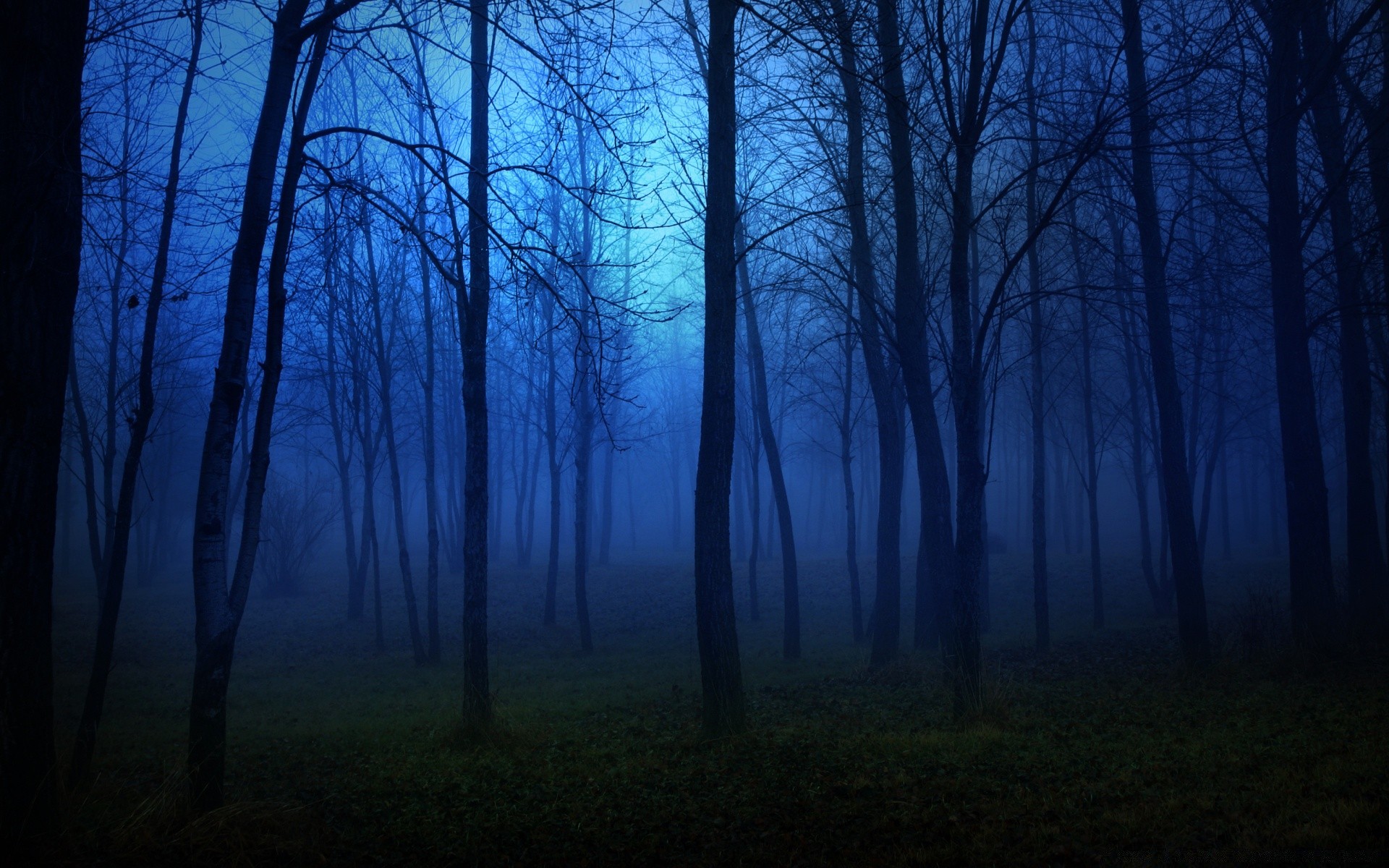 las mgła drzewo krajobraz świt mgła drewno oświetlony natura jesień pogoda cień park słońce sylwetka światło