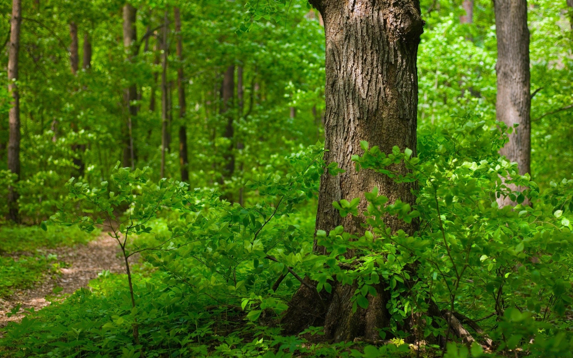 forêt bois nature feuille arbre croissance paysage à l extérieur environnement flore luxuriante été parc beau temps tronc aube