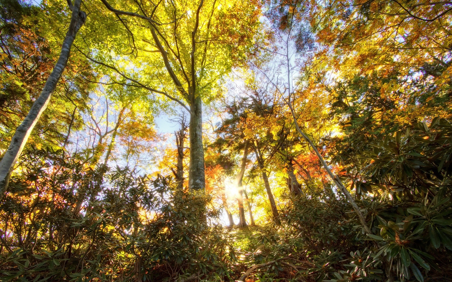 forest leaf tree wood fall park nature landscape season fair weather environment branch lush scenic flora outdoors sun maple scene scenery