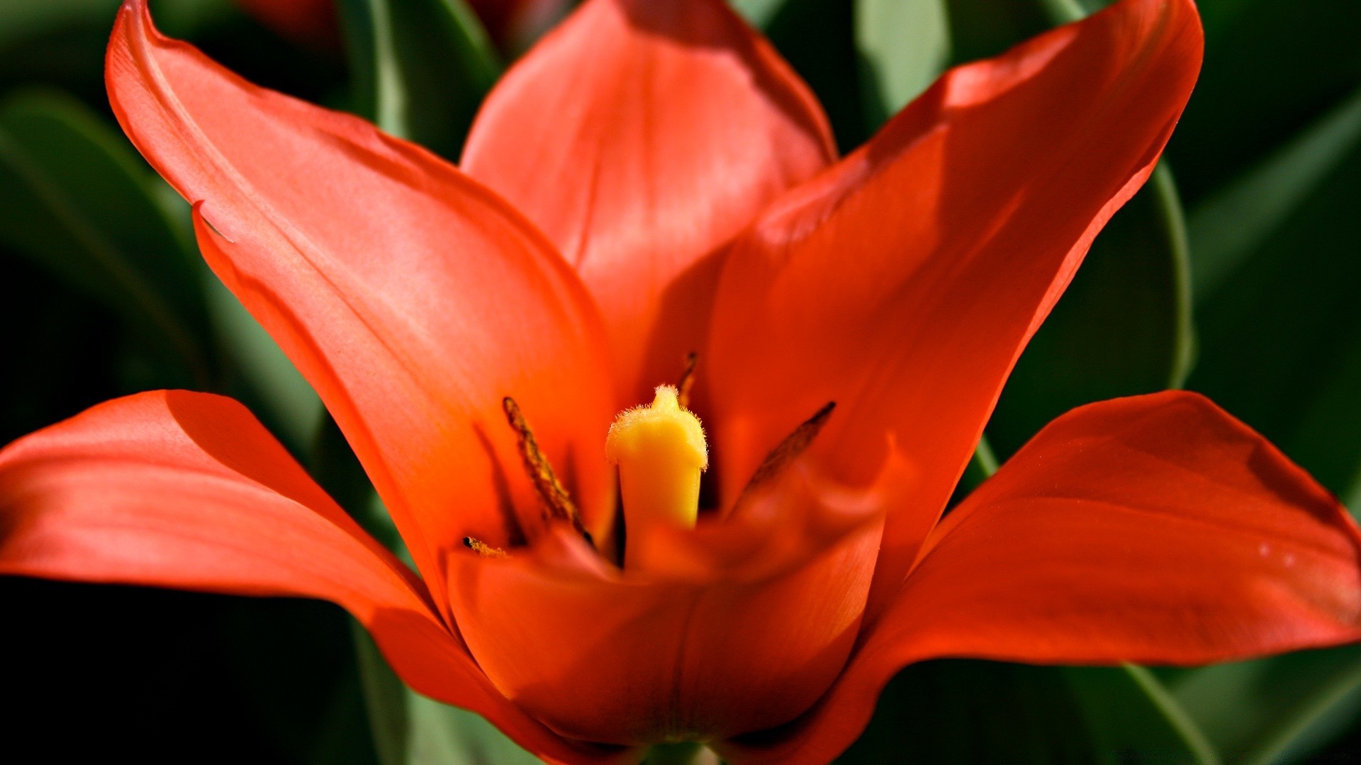 flowers flower nature flora tulip leaf garden color summer growth petal floral bright lily blooming outdoors season bouquet