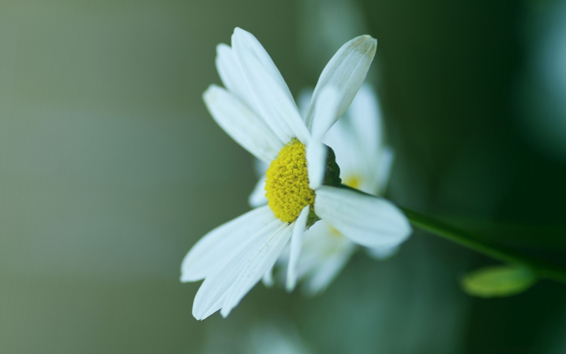 fiori natura fiore flora foglia estate sfocatura giardino all aperto margherite luminoso erba