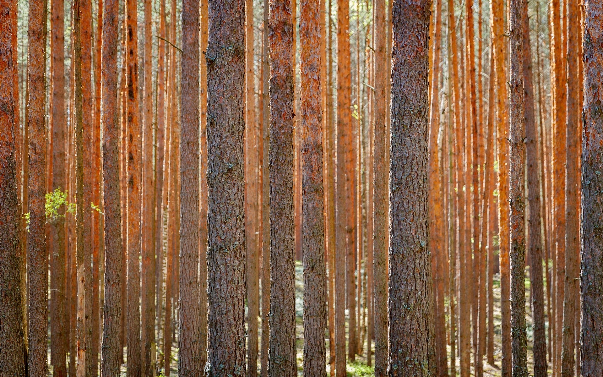 floresta madeira área de trabalho áspero velho padrão textura tecido log parede superfície madeira construção papel de parede painel chão cerca escuro pinho projeto sujo