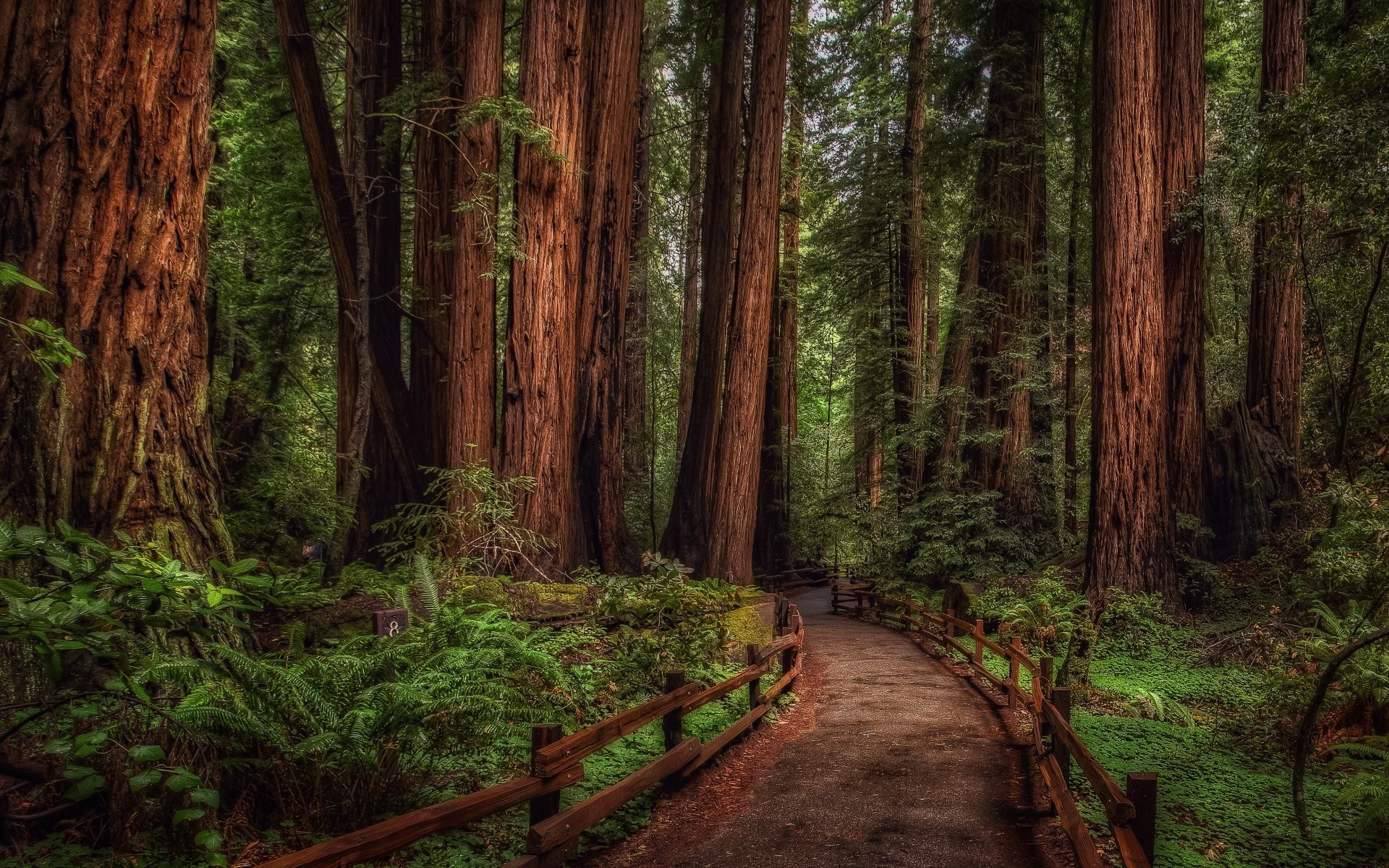 forest wood tree conifer landscape nature sequoia redwood trail evergreen cypress park leaf outdoors hike daylight scenic guidance environment rainforest