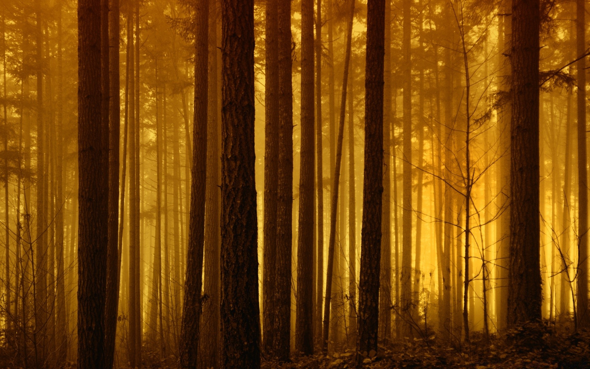 forêt bois sombre automne bureau lumière vieux