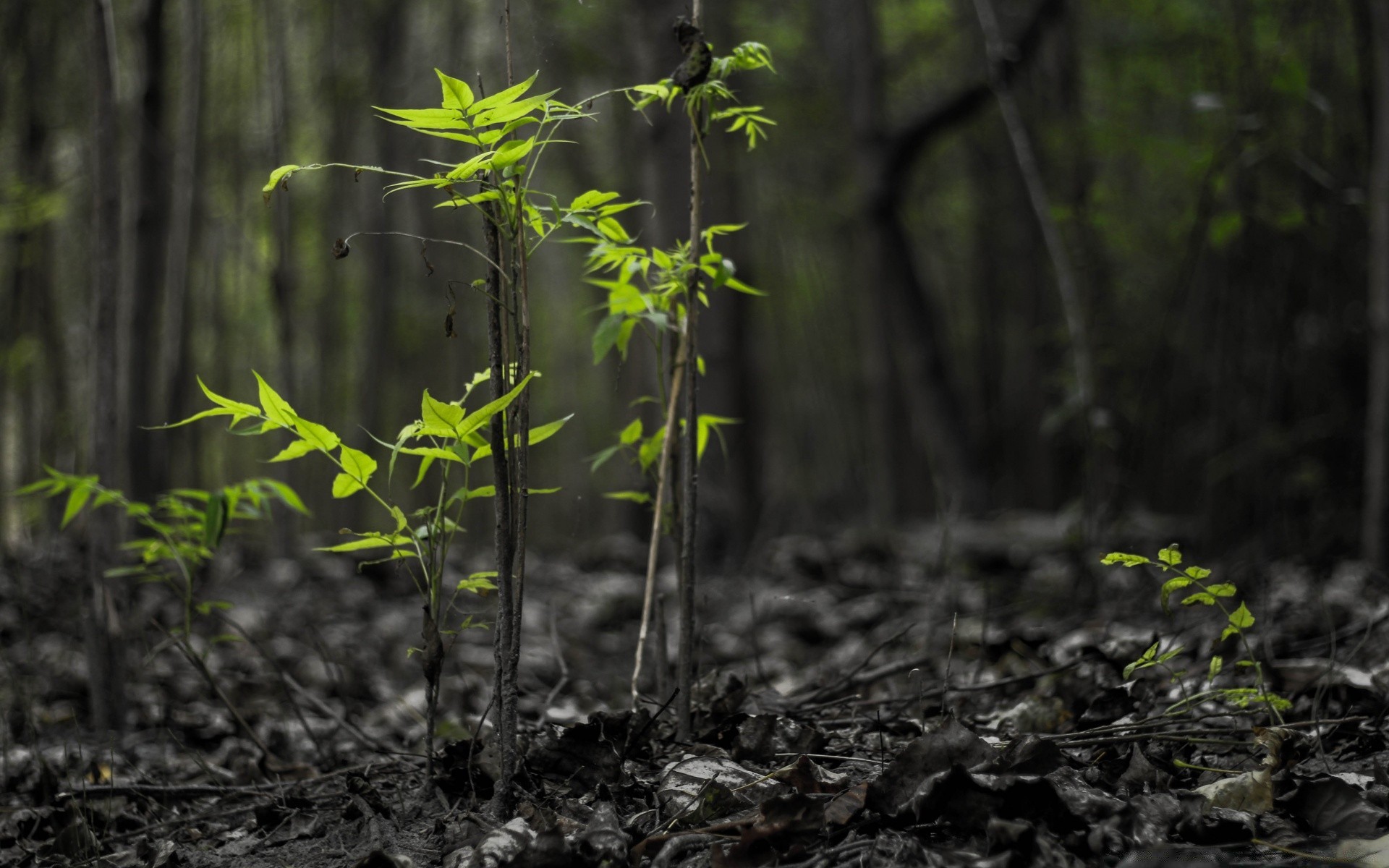 forest leaf wood nature tree growth flora outdoors environment