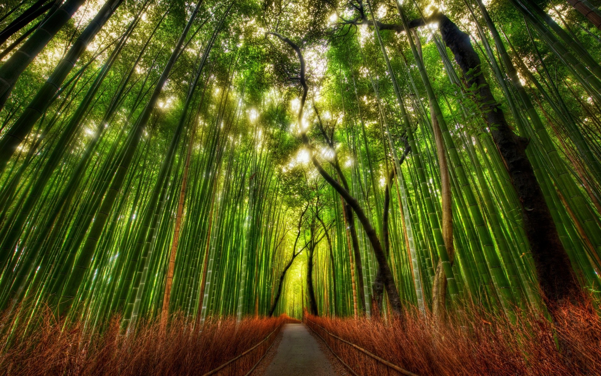 森林 自然 木材 叶 树 植物群 热带 太阳 桌面 好天气 夏天 光 郁郁葱葱 丛林 生长 景观 环境 黎明 明亮