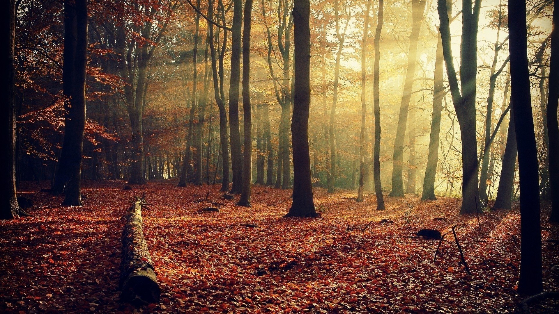 forest fall wood tree dawn leaf landscape fog mist park nature backlit fair weather season branch light scenic environment outdoors beech