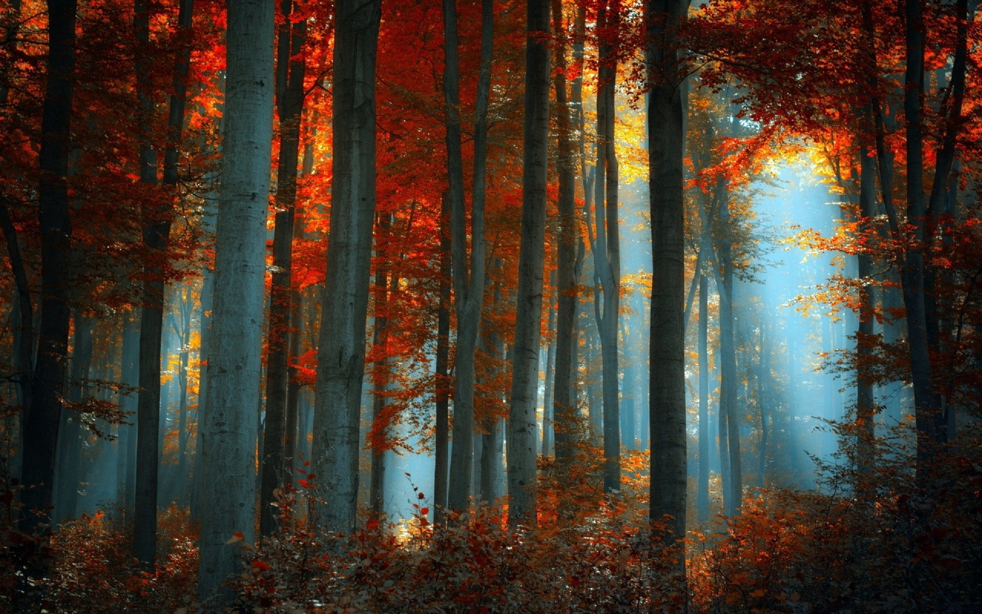 forêt automne brouillard feuille brouillard bois bois aube