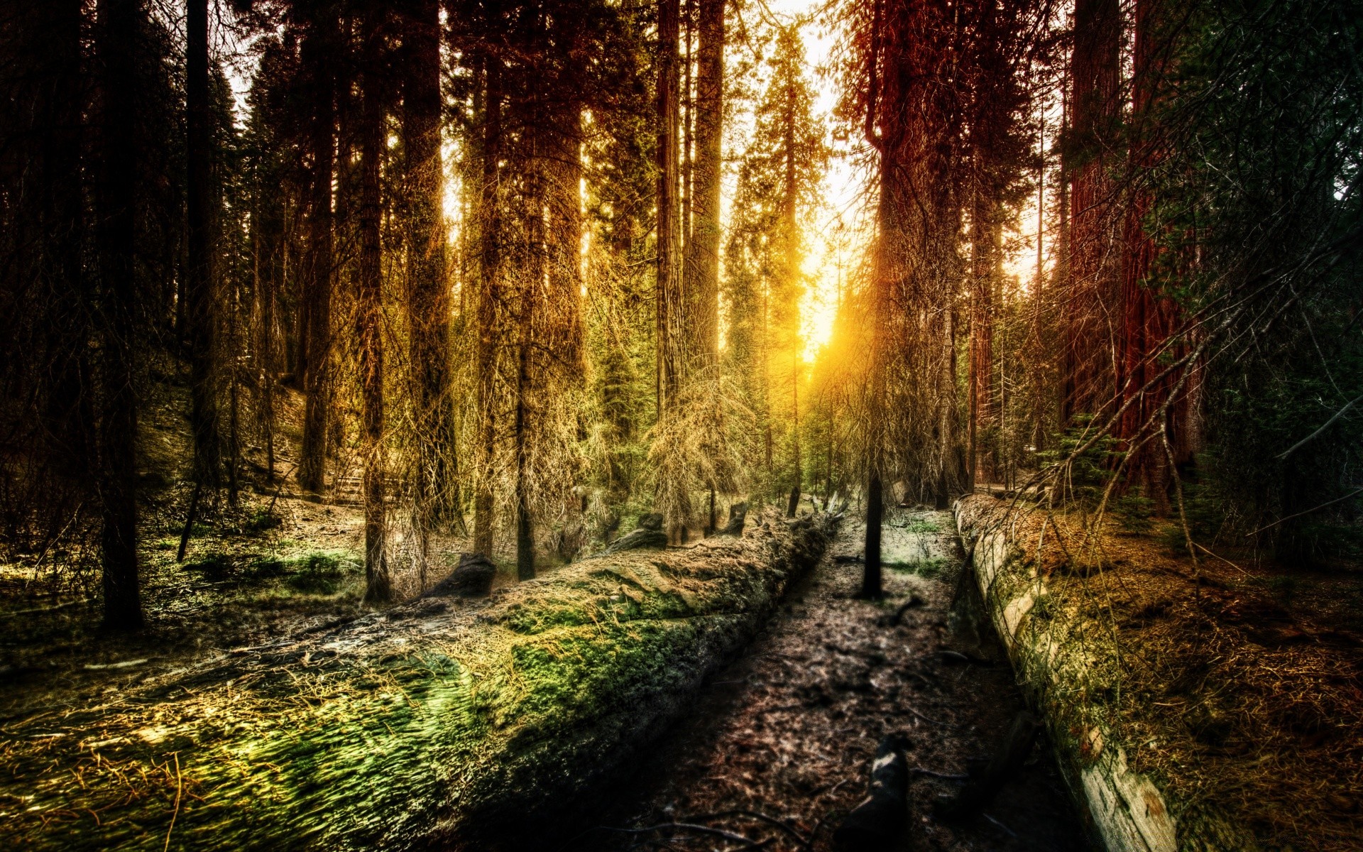 wald holz natur baum park landschaft guide herbst blatt dämmerung licht gutes wetter im freien nebel sonne fußweg straße fußabdruck nebel umwelt