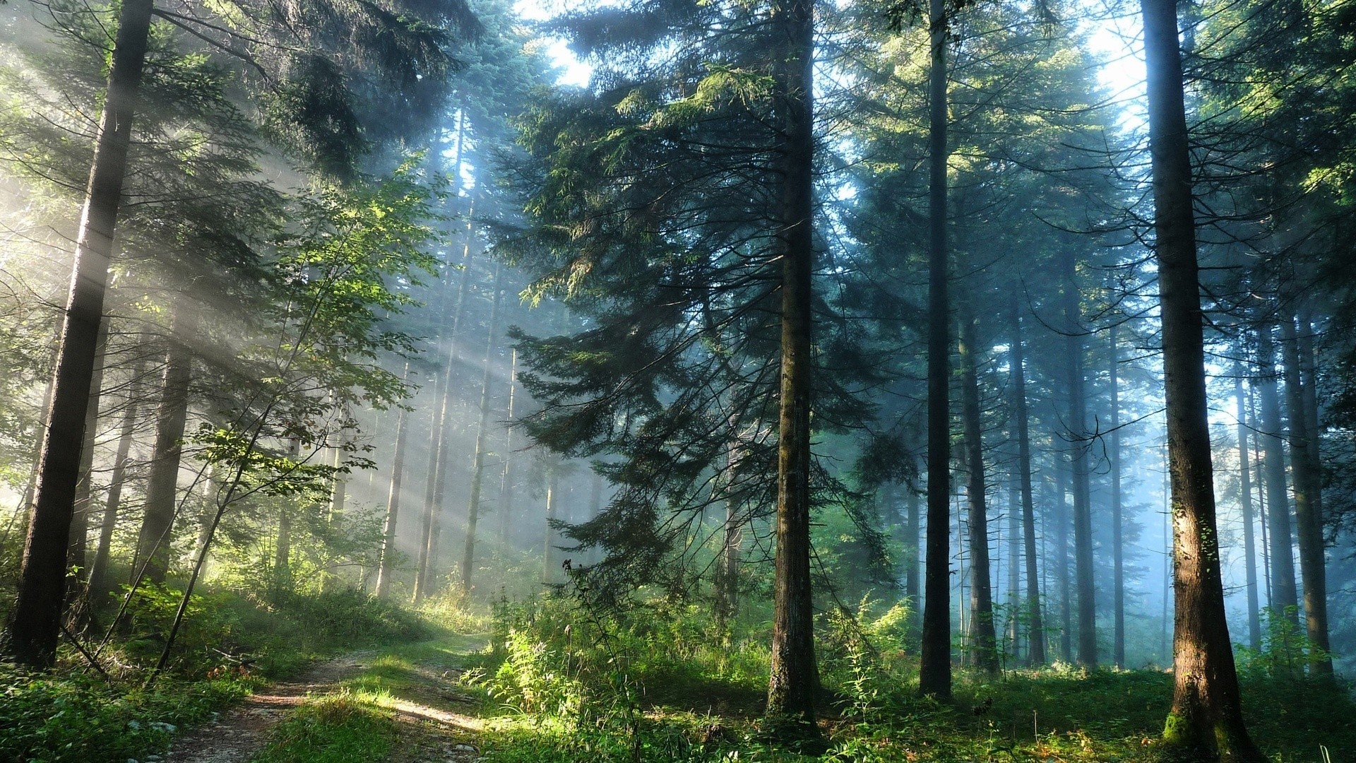 wald holz nebel baum natur nebel landschaft dämmerung sonne gutes wetter park blatt sanbim mittwoch herbst üppig im freien kiefer licht flora saison