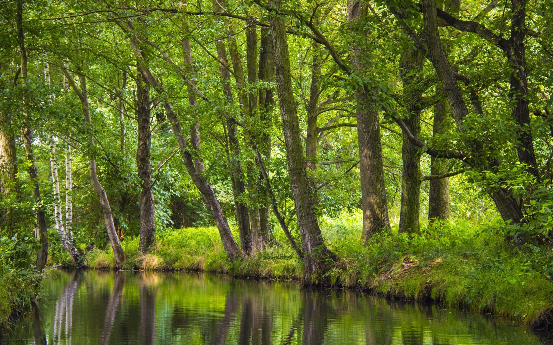 foresta natura legno paesaggio acqua albero foglia ambiente fiume riflessione estate parco flora lago bel tempo paesaggio stagione lussureggiante all aperto scenico