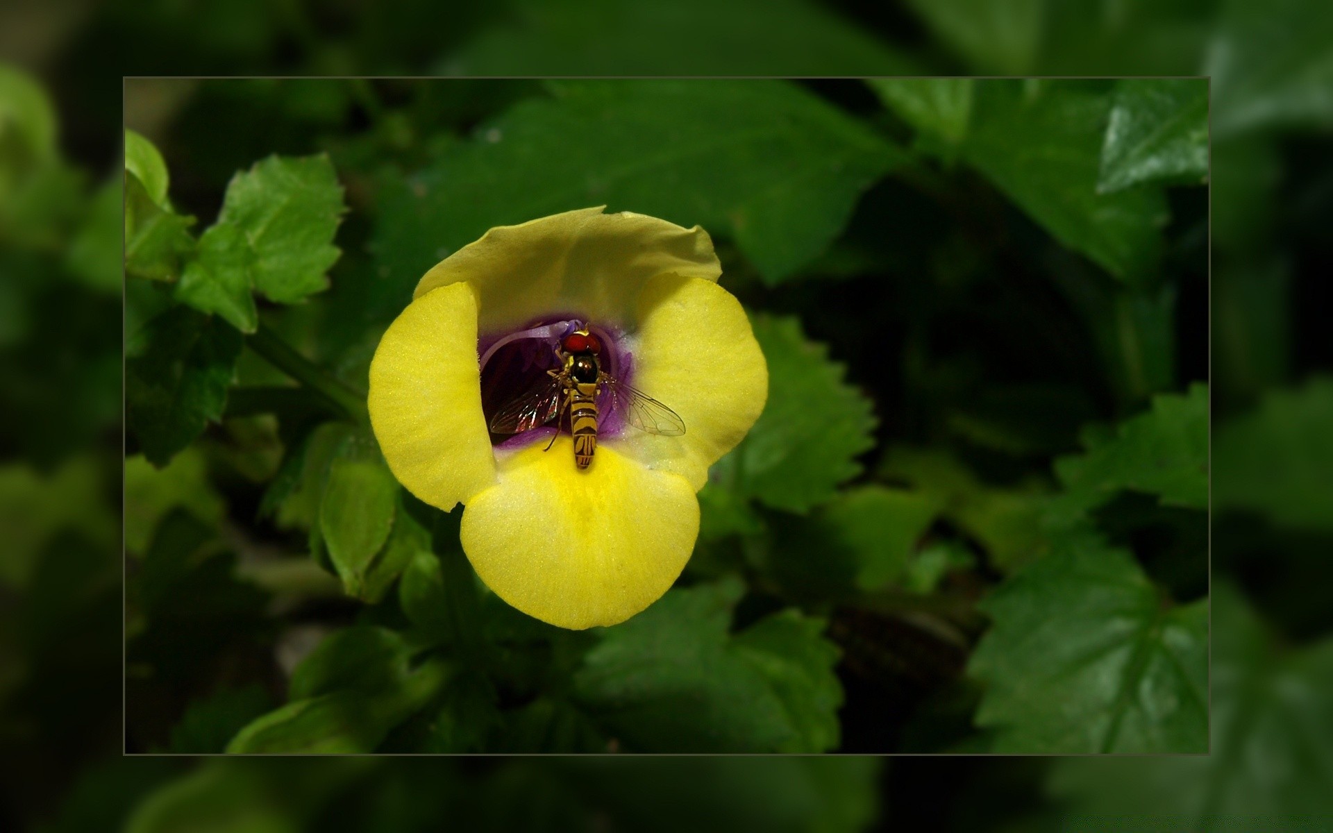 квіти флора природа лист сад колір квітка крупним планом яскравий літо