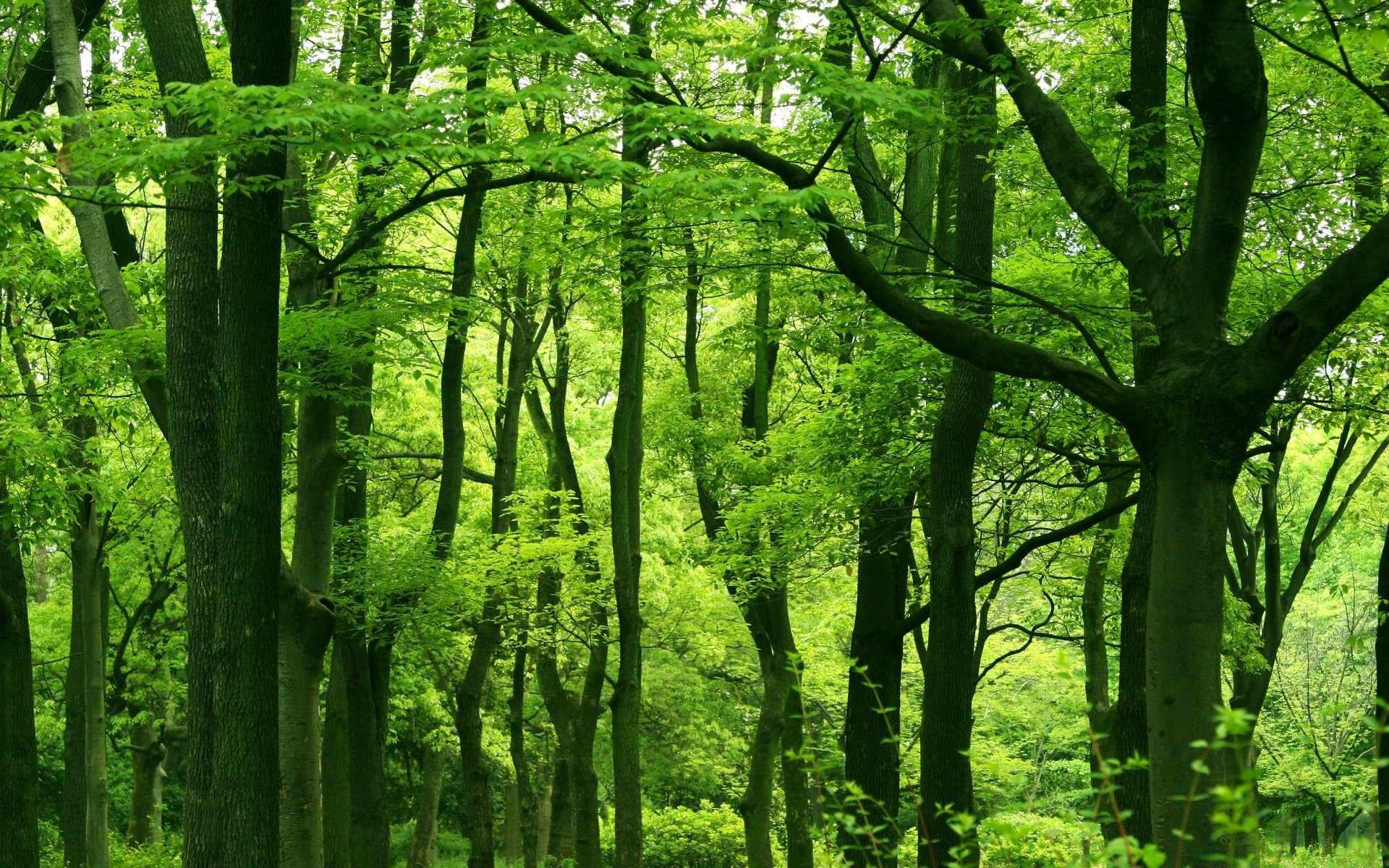 foresta legno albero natura paesaggio foglia ambiente parco lussureggiante tronco alba pittoresco paesaggio crescita bel tempo stagione flora guida sole ramo nebbia