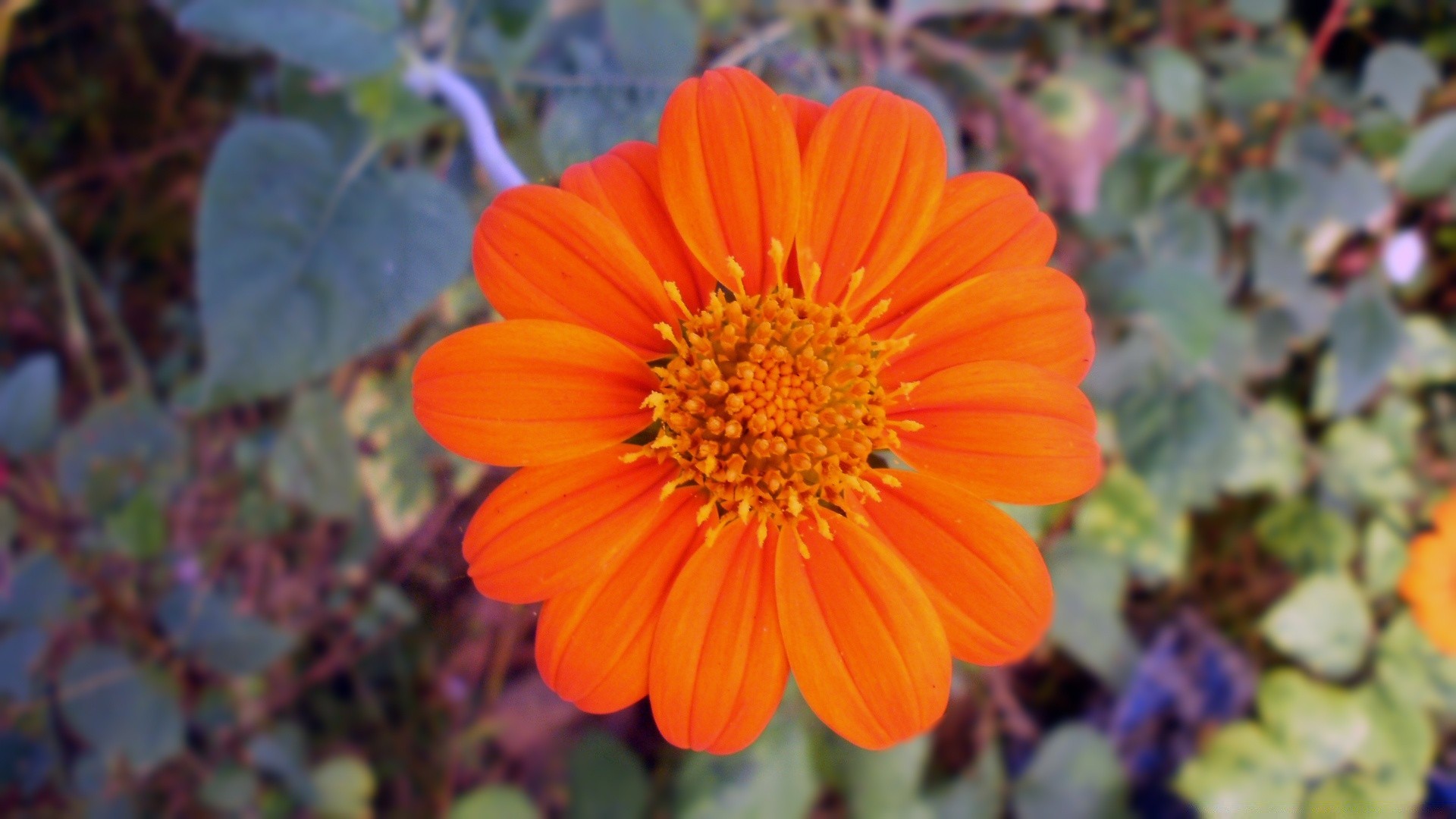 flowers flower flora nature garden blooming leaf summer petal growth color outdoors floral bright season close-up botanical