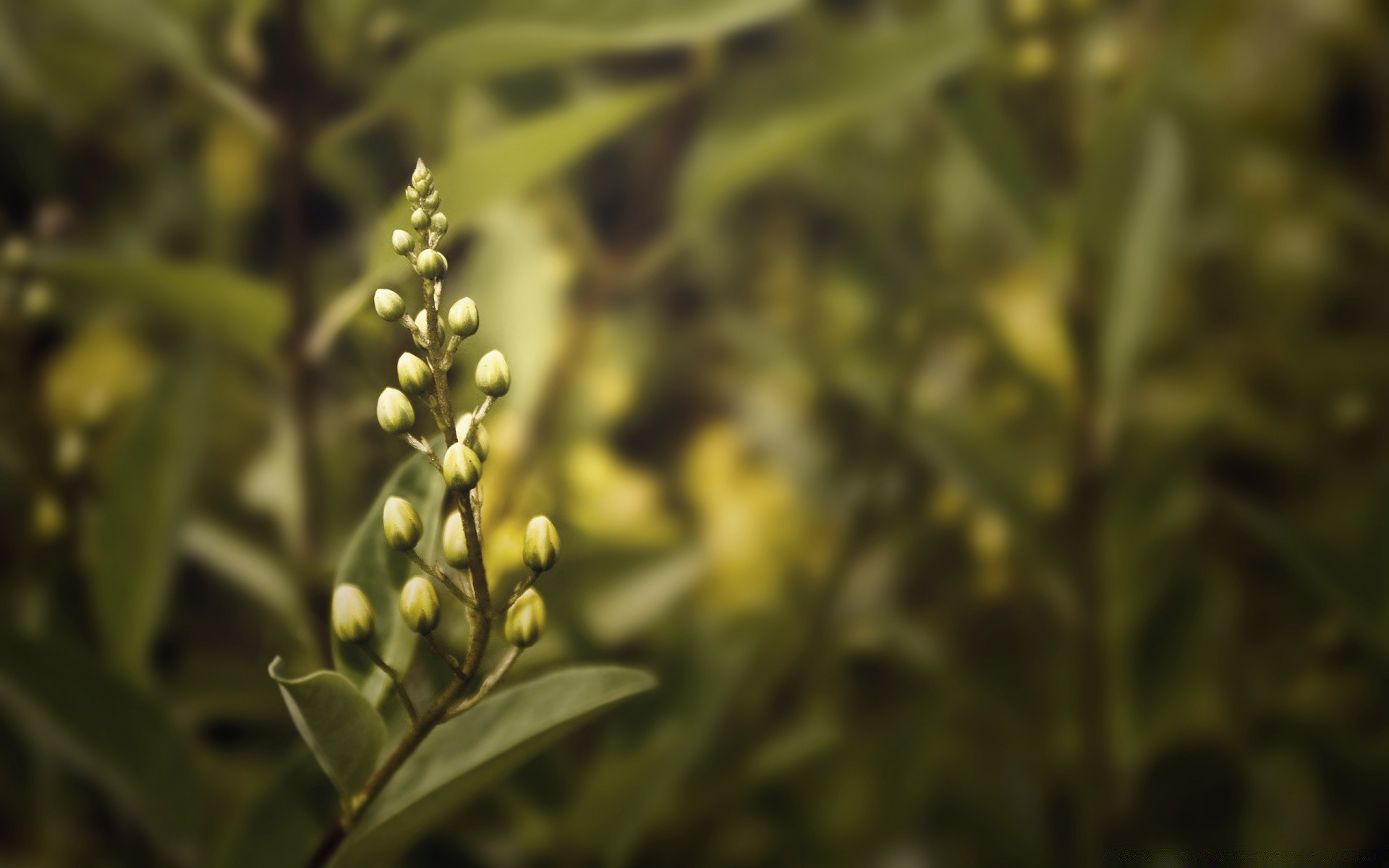 flowers leaf flora nature flower garden growth desktop outdoors summer color close-up food tree floral season grass