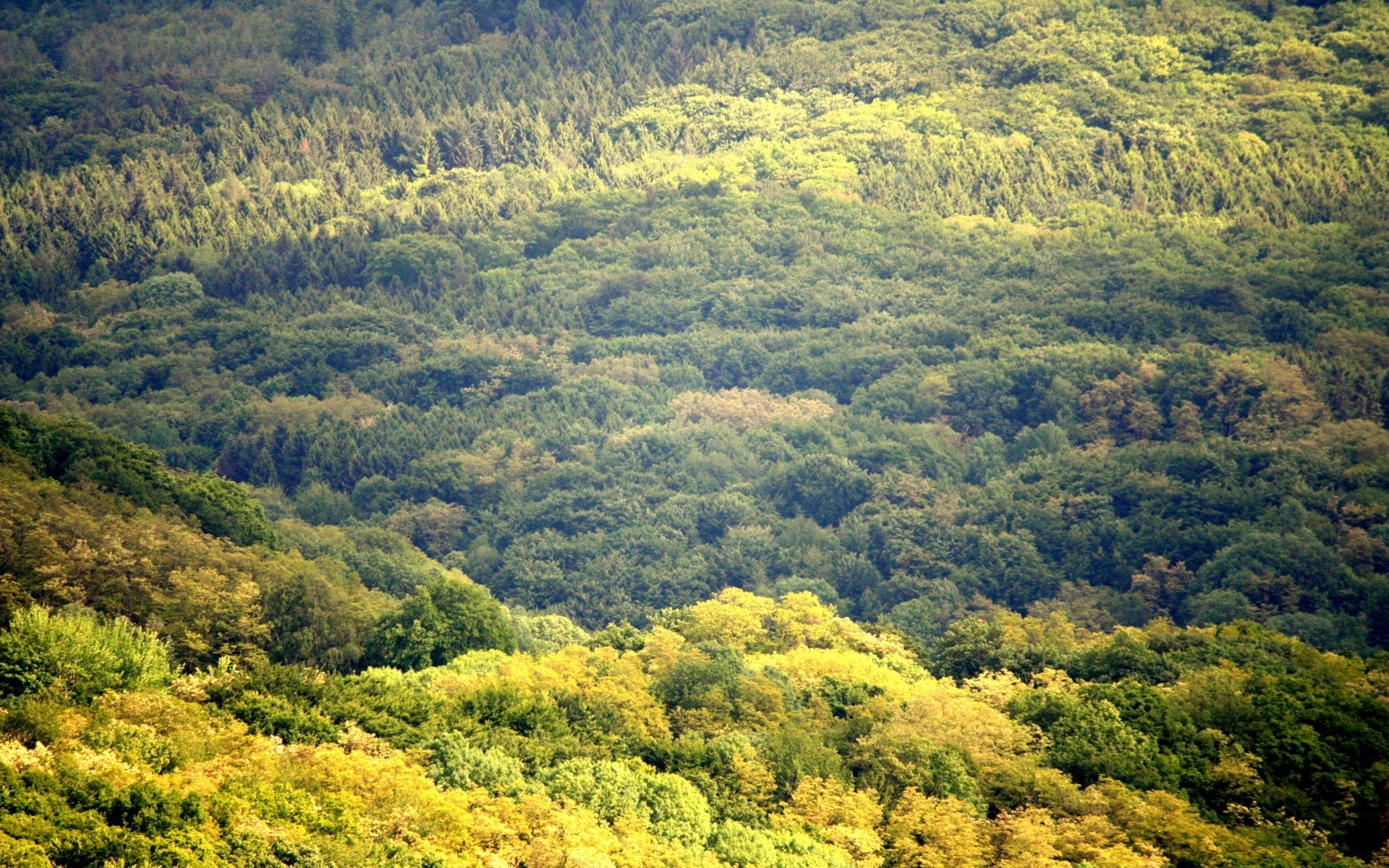 forêt paysage nature bois bois à l extérieur voyage feuille montagne scénique rural été colline croissance campagne automne scène lumière du jour luxuriante spectacle