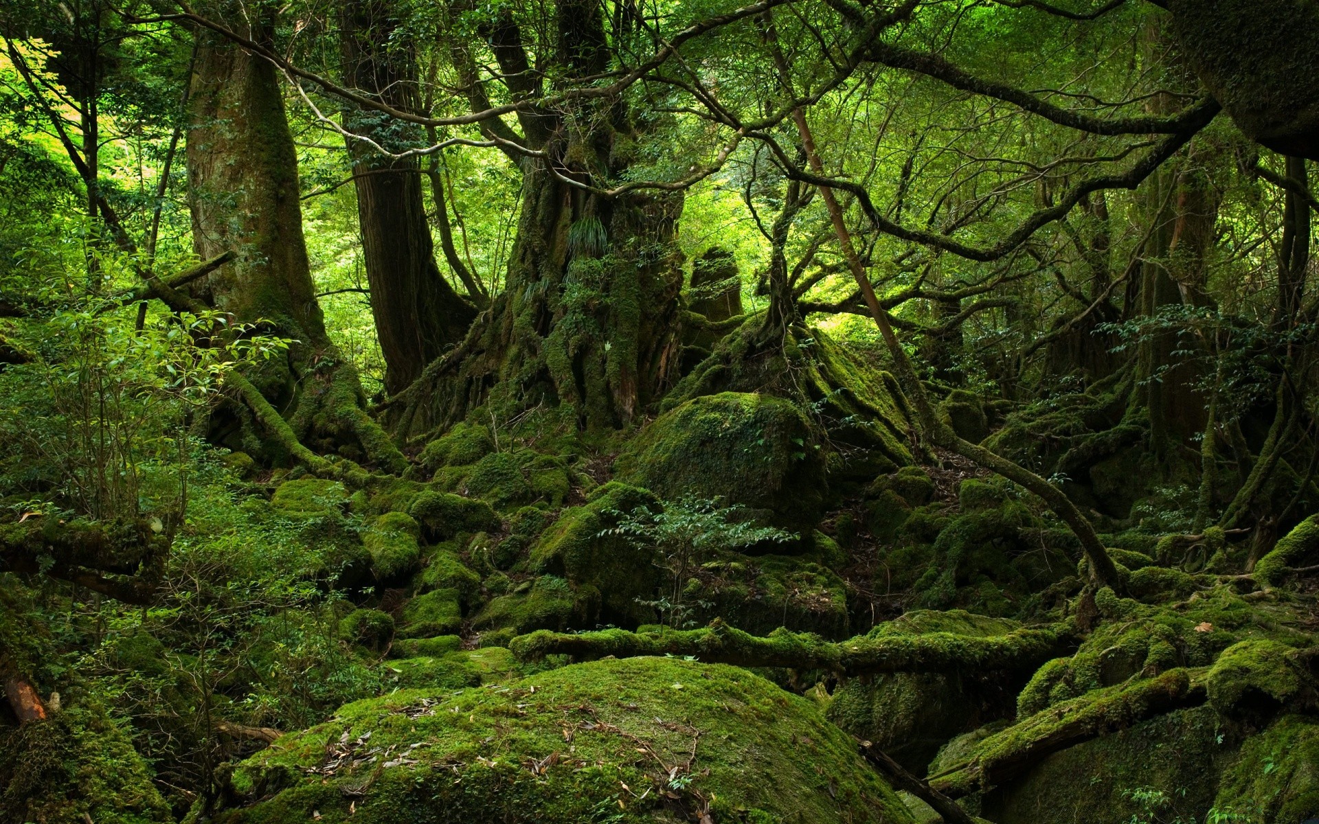 forest wood moss tree landscape nature leaf environment park fern rainforest mossy lush outdoors flora fall scenic light growth wild