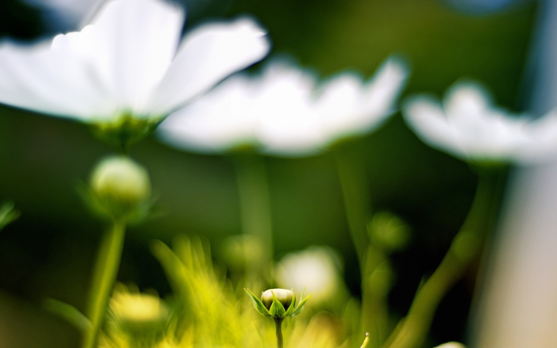 fleurs nature fleur feuille flore été jardin croissance lumineux beau temps soleil herbe dof couleur