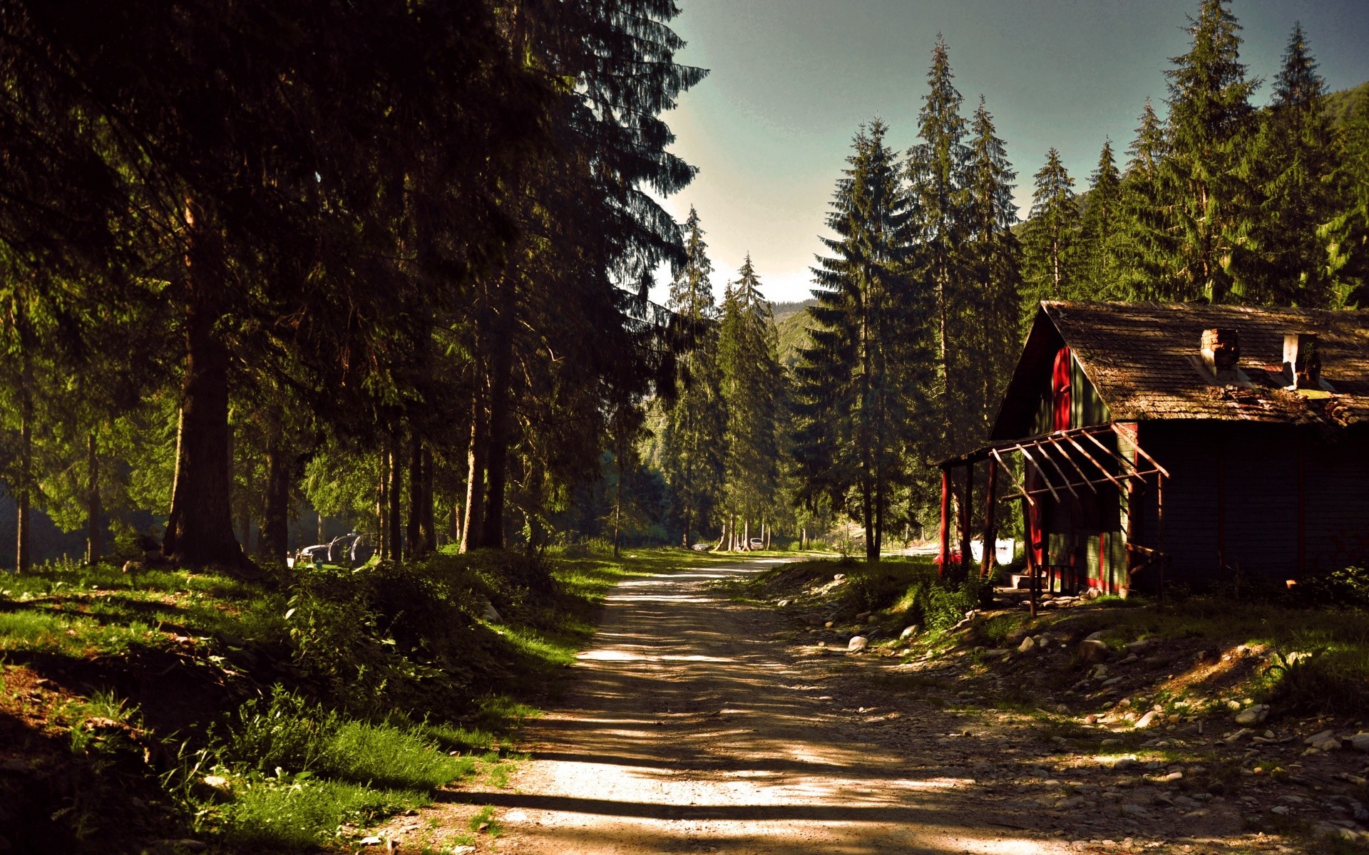 forest wood tree landscape road nature outdoors travel light