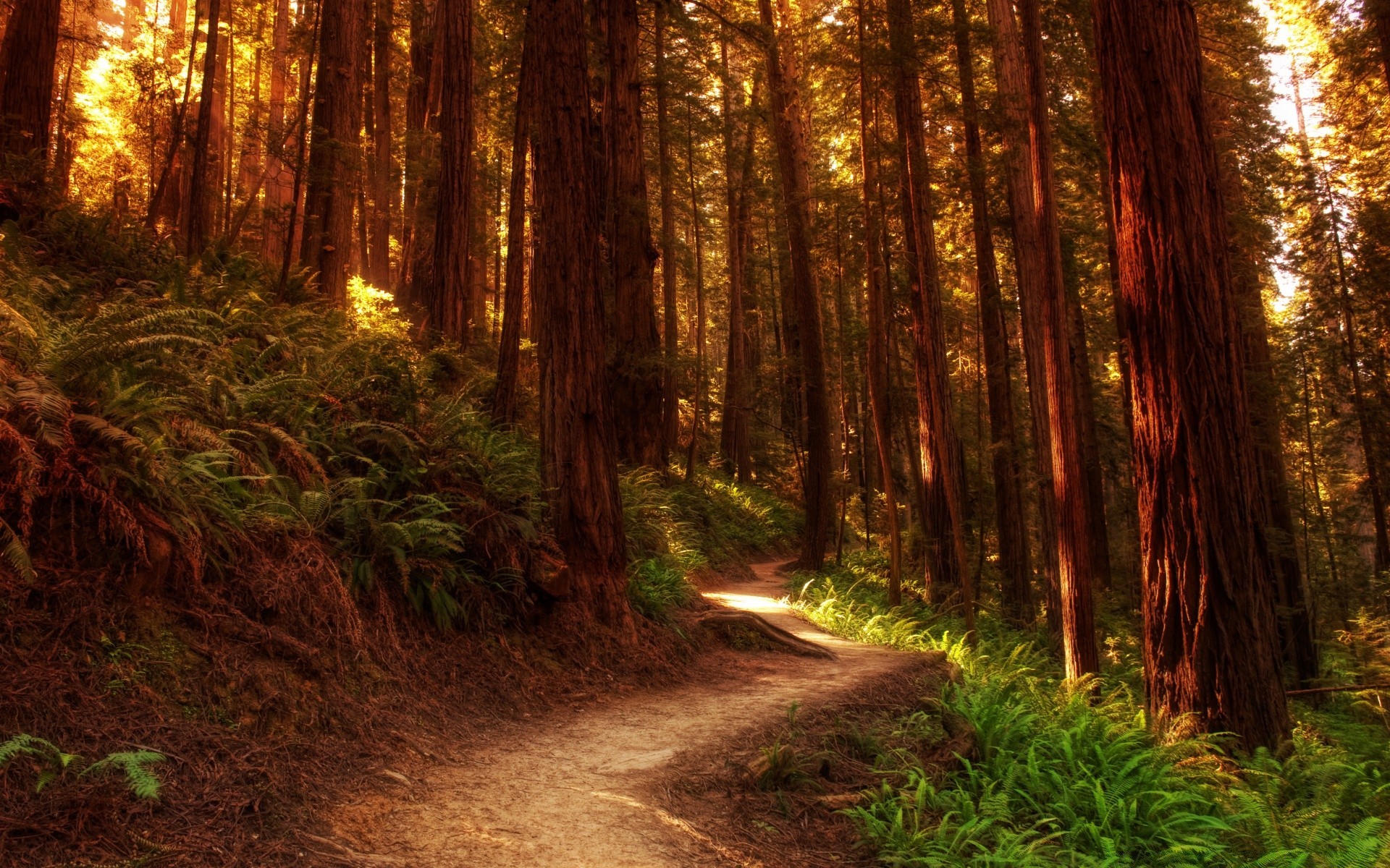 森林 木材 景观 树 自然 光 公园 黎明 指南 路 叶 好天气 户外 秋天 星期三 太阳 步道 风景 雾 徒步旅行