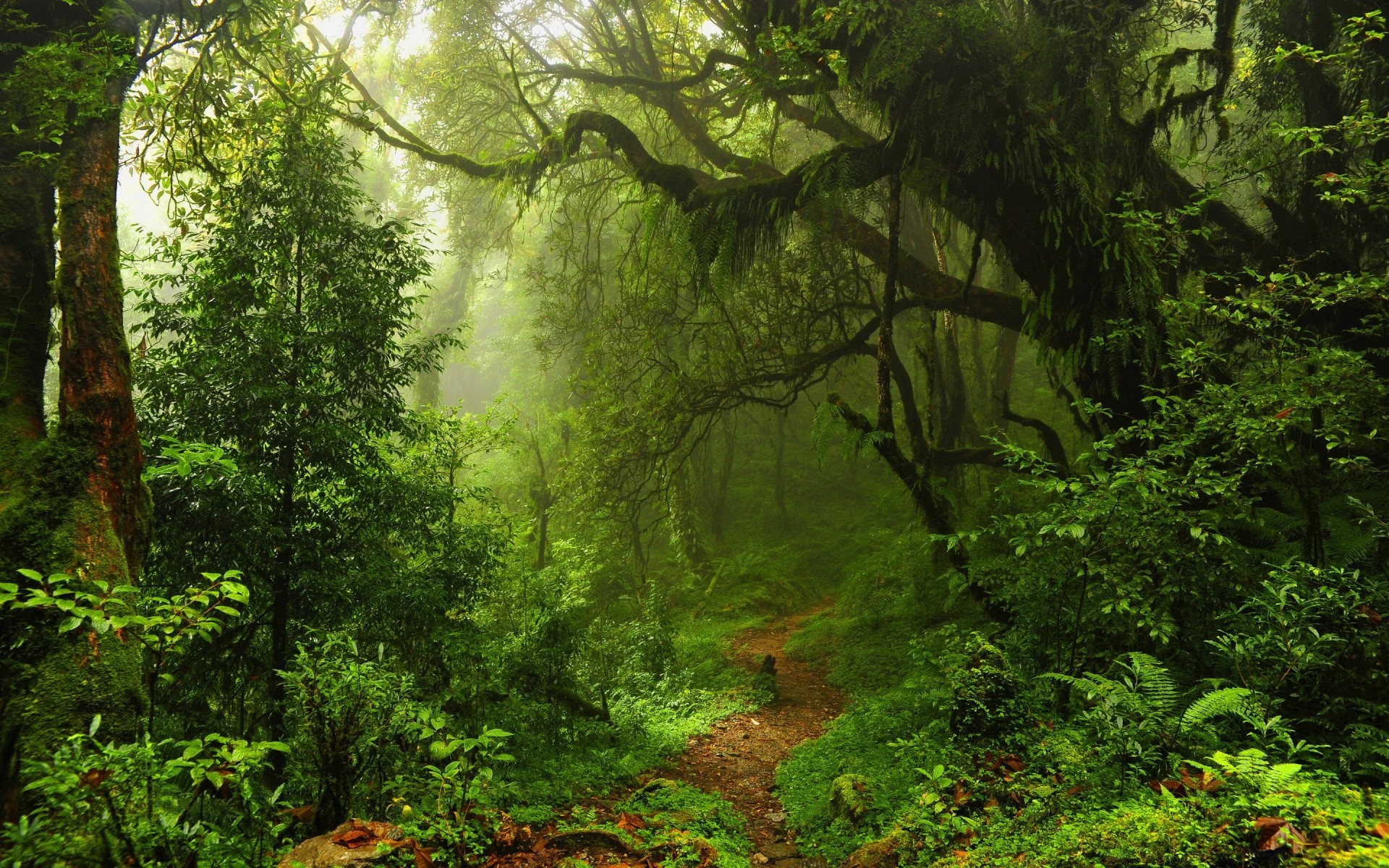 wald holz blatt baum natur landschaft üppig park umwelt im freien regenwald landschaftlich nebel moos herbst flora sommer dämmerung fern gutes wetter