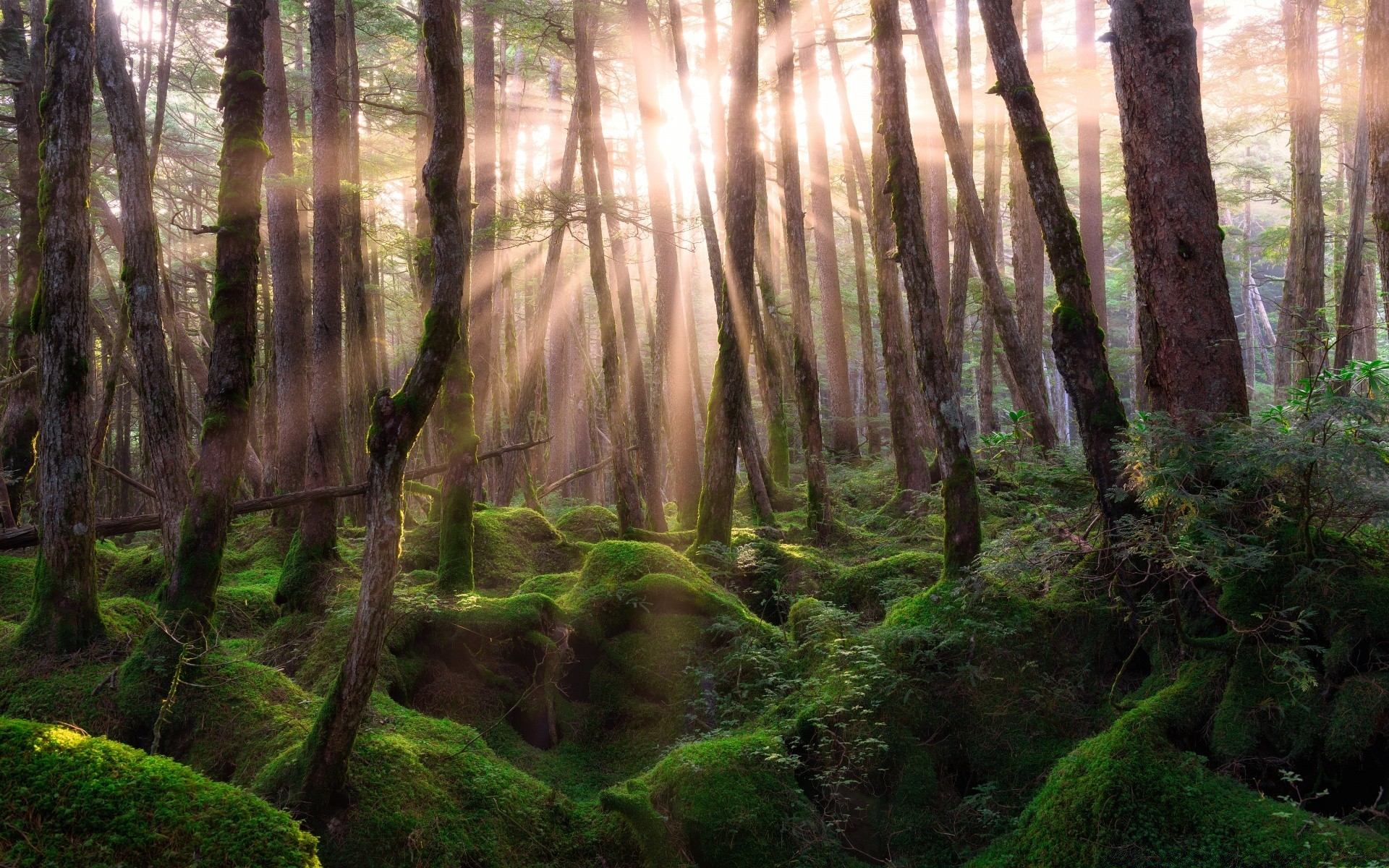 foresta legno albero paesaggio natura muschio parco foglia ambiente alba nebbia foresta pluviale autunno lussureggiante scenico all aperto luce nebbia selvaggio luce del giorno