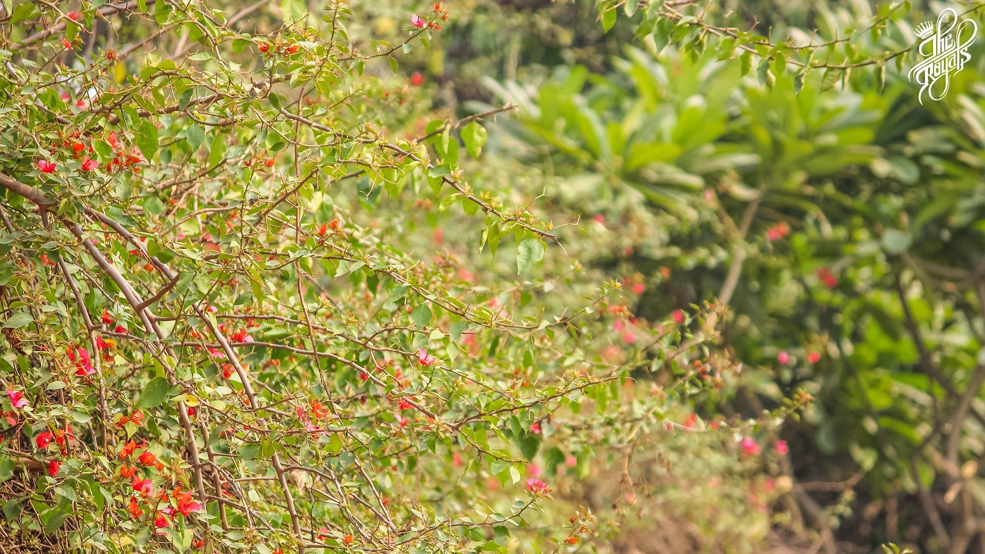 flores naturaleza árbol flora hoja jardín arbusto flor temporada rama verano color crecimiento primer plano salvaje medio ambiente soleado al aire libre brillante brillante parque