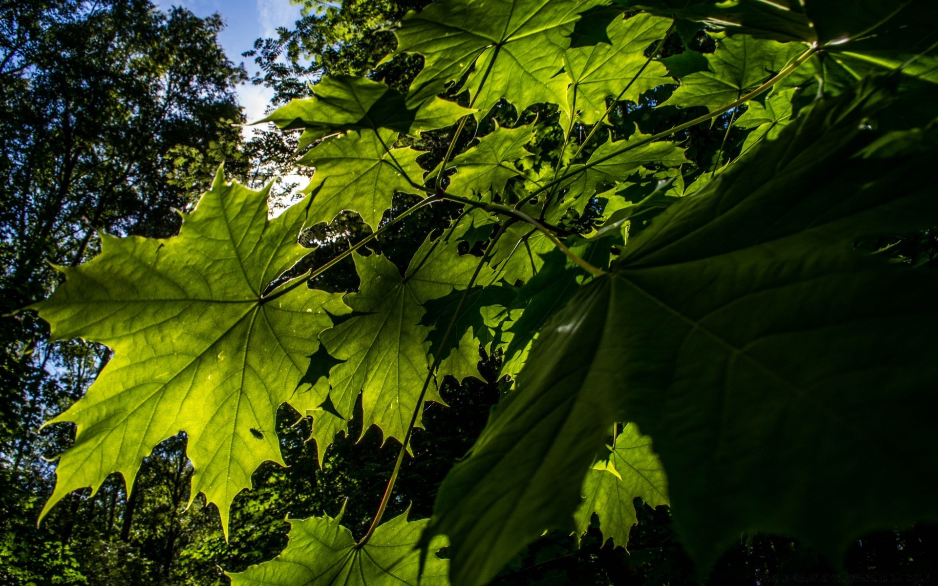 forest leaf nature growth flora bright lush outdoors environment tree fair weather fall backlit desktop summer light sun season color vibrant