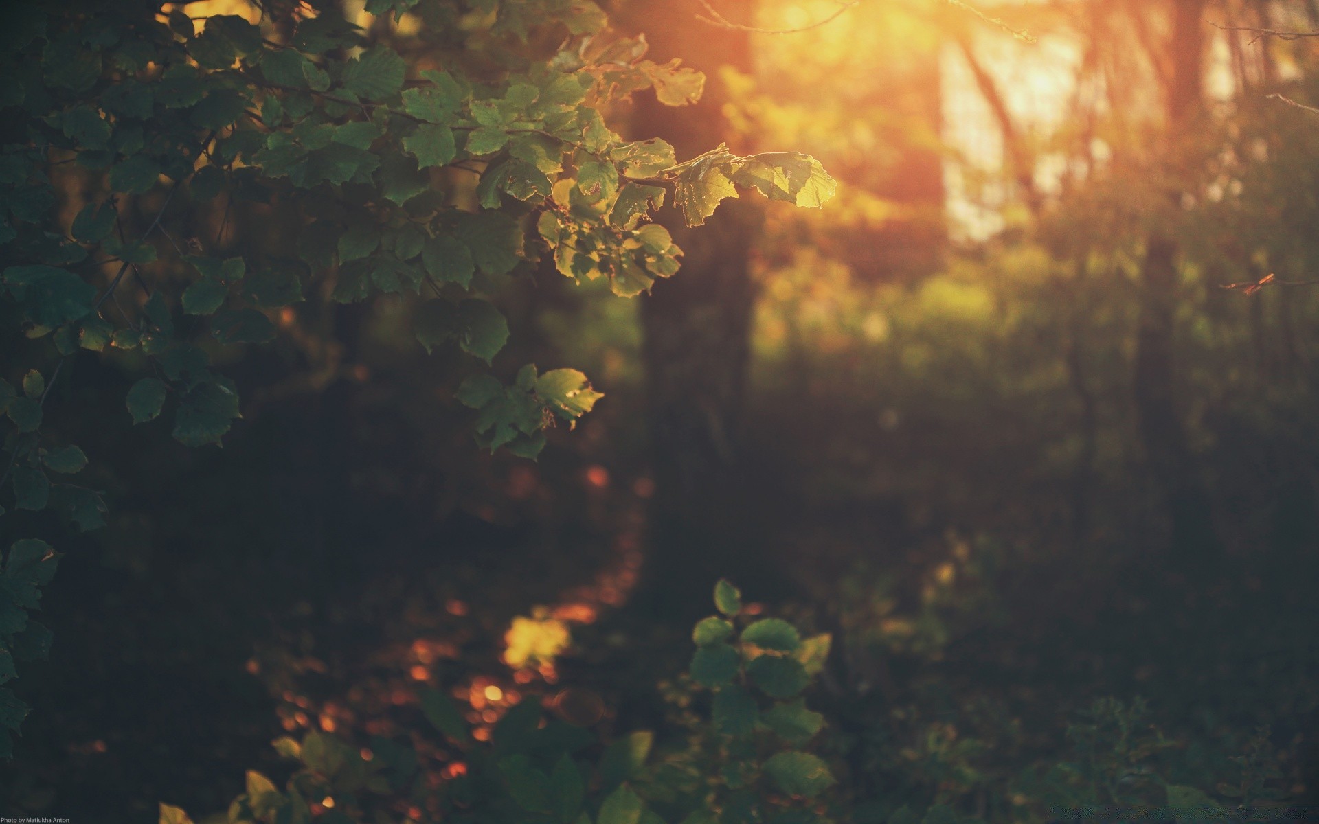 forest tree landscape light leaf fall park color desktop water backlit environment garden flower