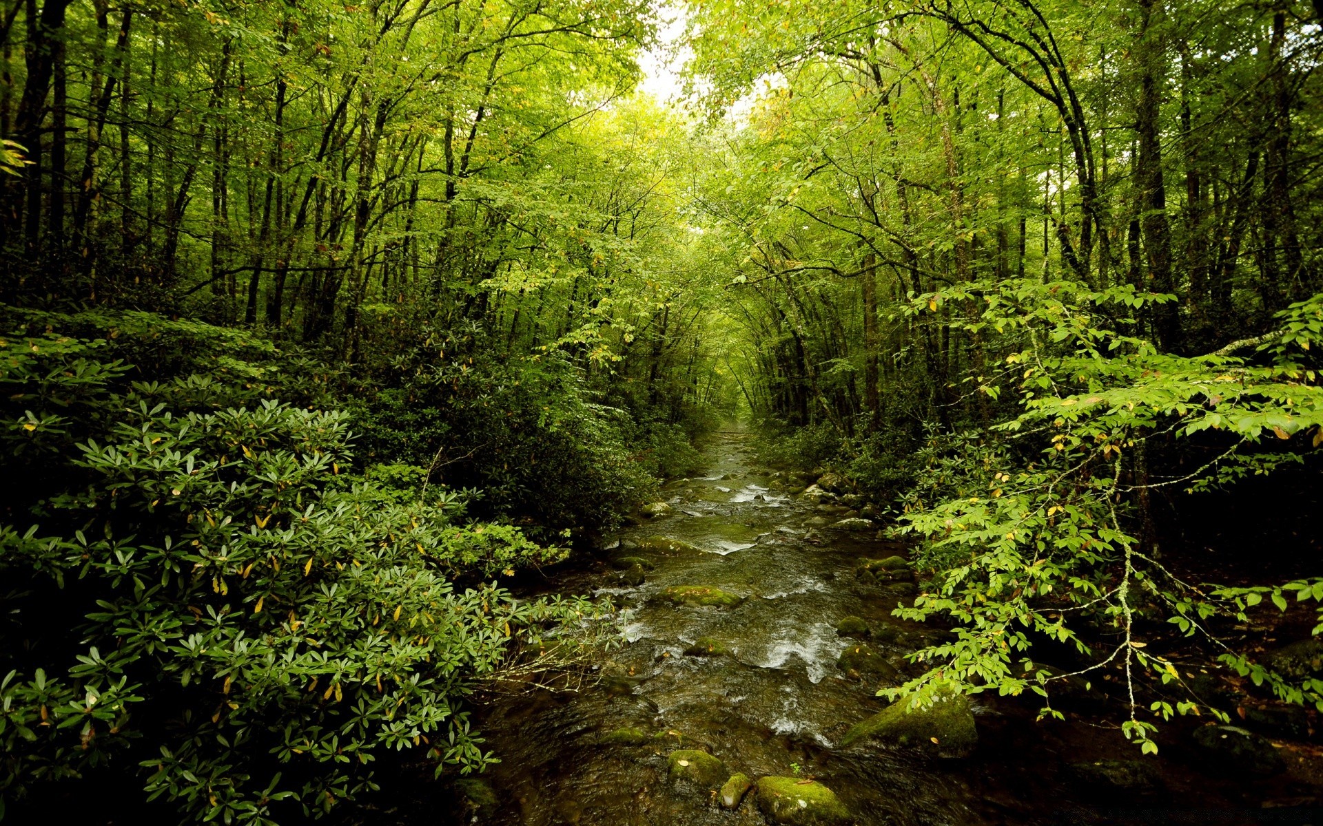 bosque madera naturaleza paisaje hoja árbol escénico medio ambiente parque exuberante al aire libre musgo paisaje buen tiempo crecimiento flora salvaje luz del día selva tropical agua