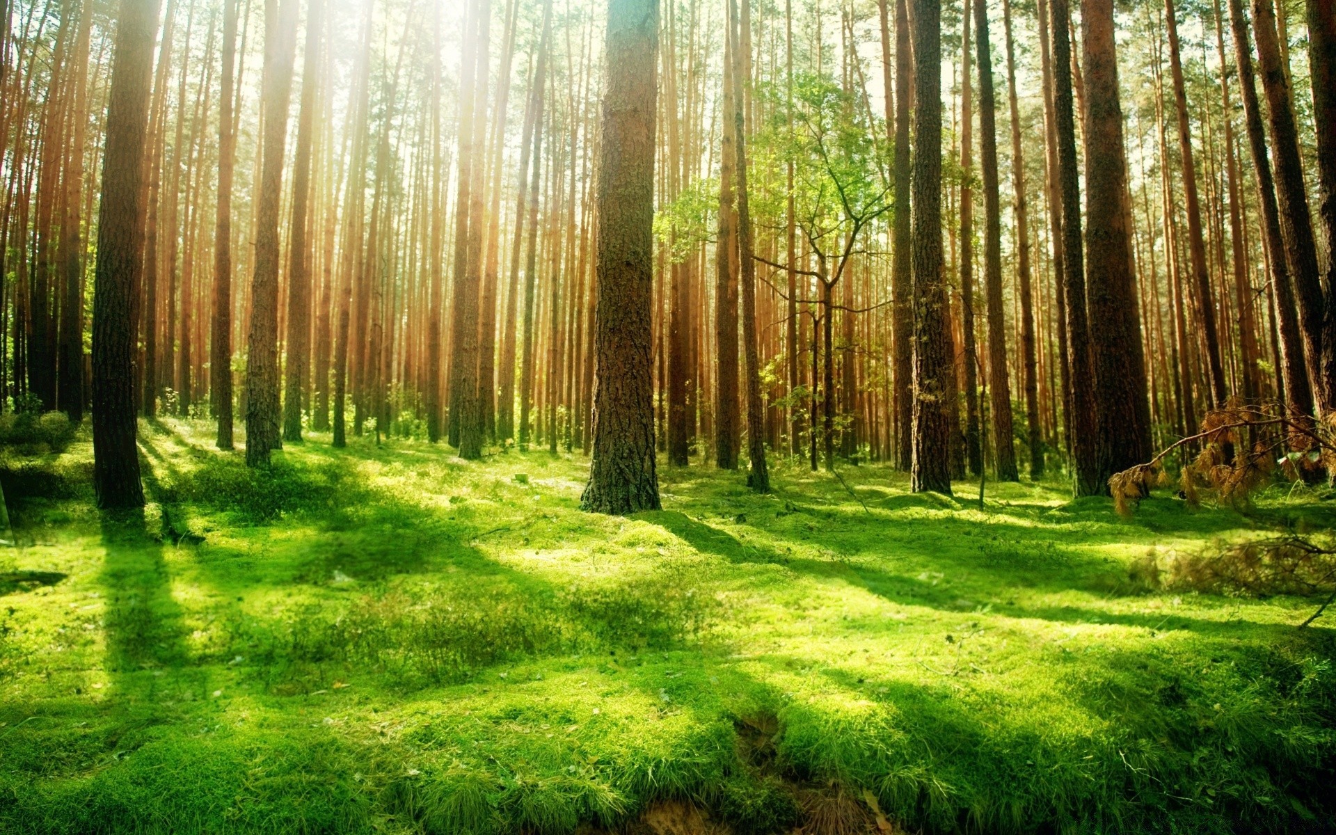 bosque madera naturaleza árbol parque paisaje hoja niebla amanecer buen tiempo sunbim niebla sol exuberante medio ambiente temporada tronco guía brillante flora luz