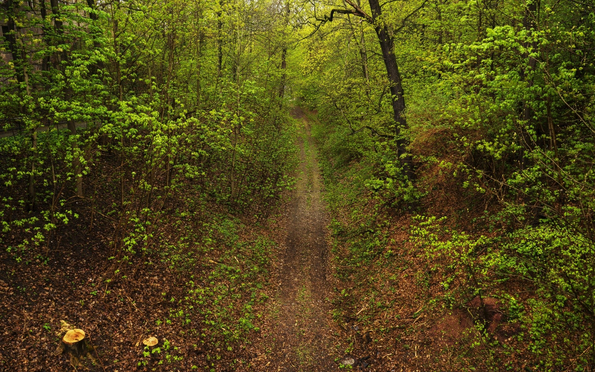 las drewno krajobraz natura drzewo liść na zewnątrz malownicze środowisko pulpit park świt bujne światło dzienne flora mech dobra pogoda przewodnik szlak podróże